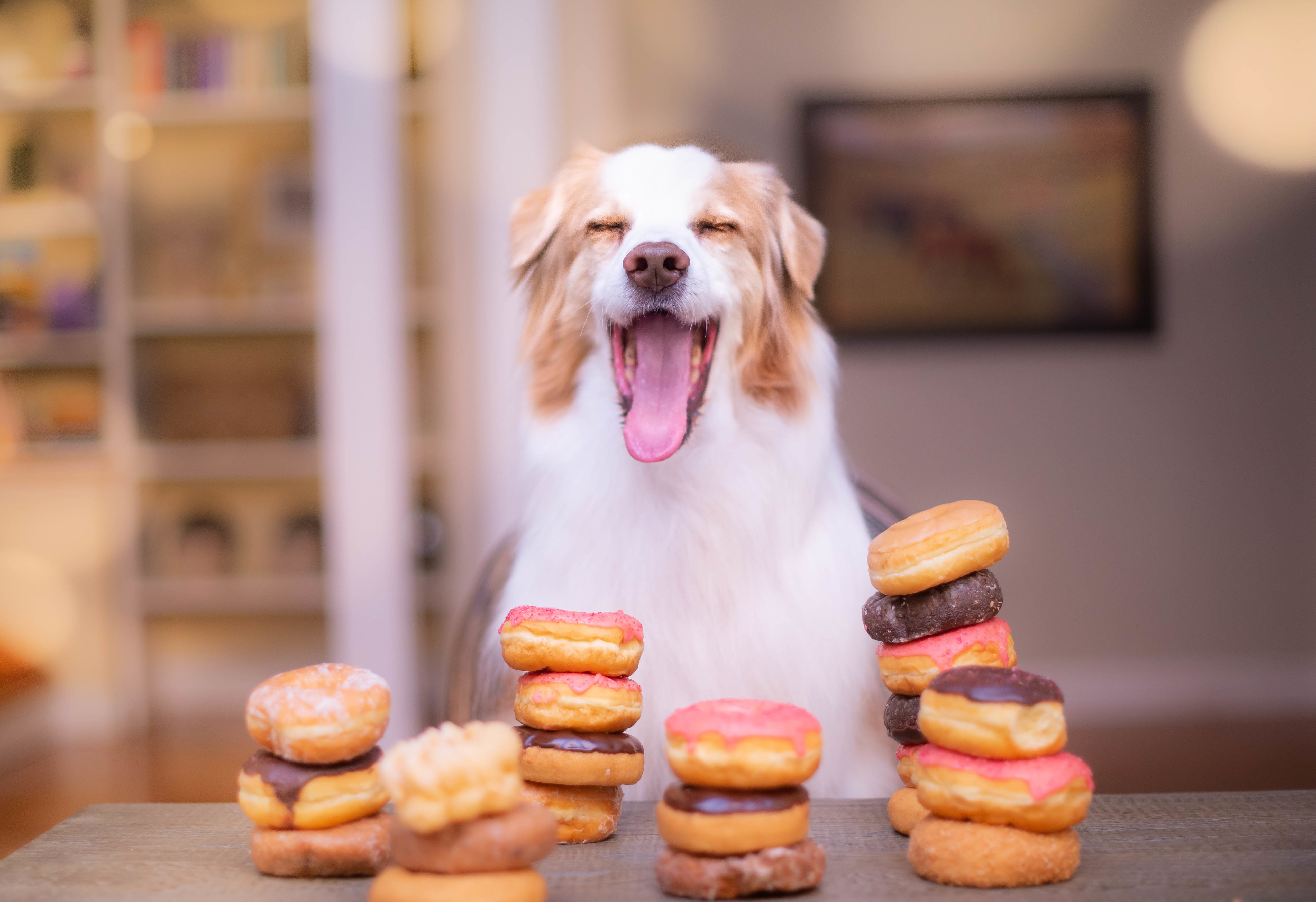 Free download wallpaper Dogs, Dog, Animal, Doughnut on your PC desktop