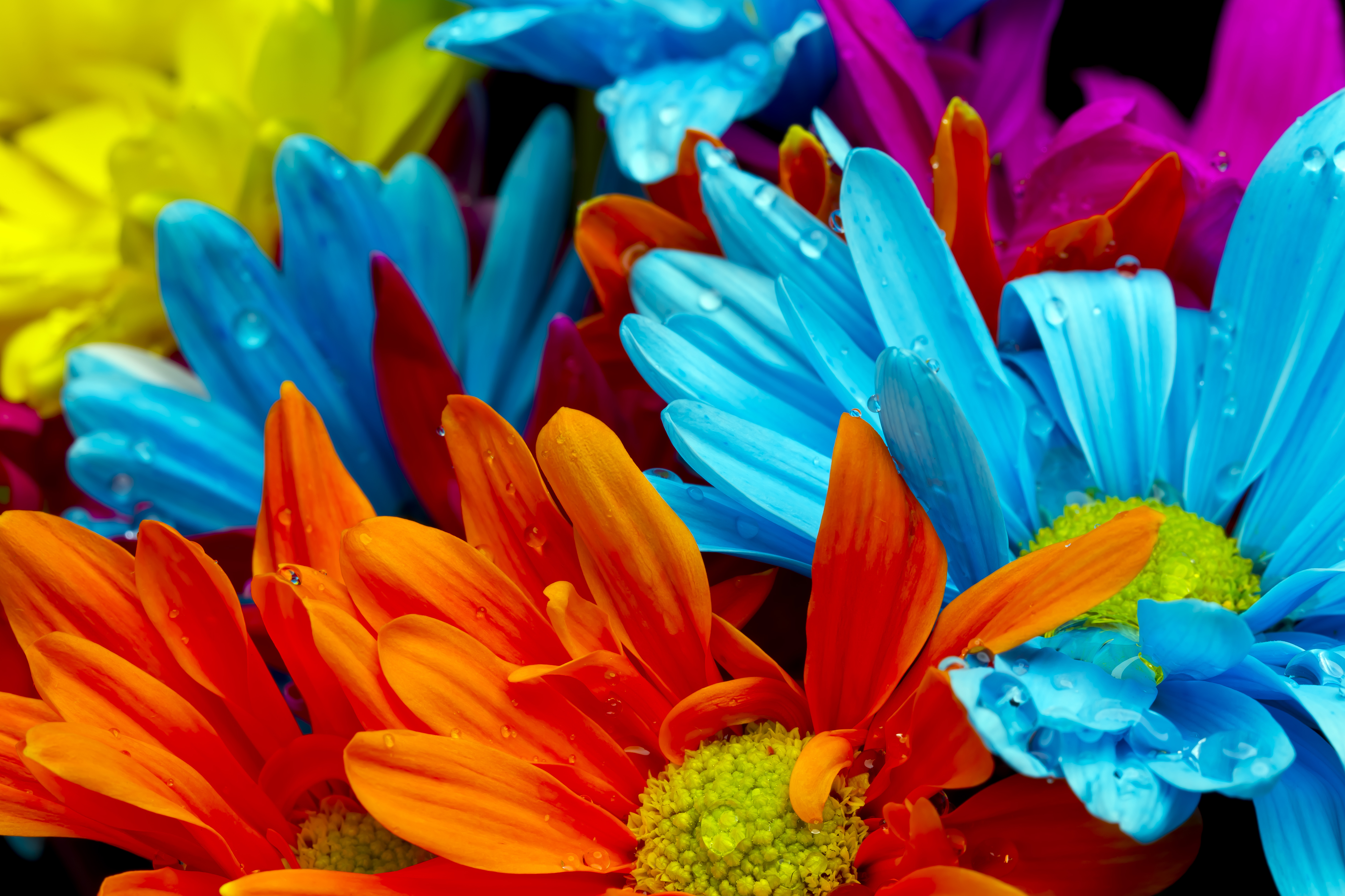 Baixe gratuitamente a imagem Flores, Flor, Pastel, Terra/natureza na área de trabalho do seu PC