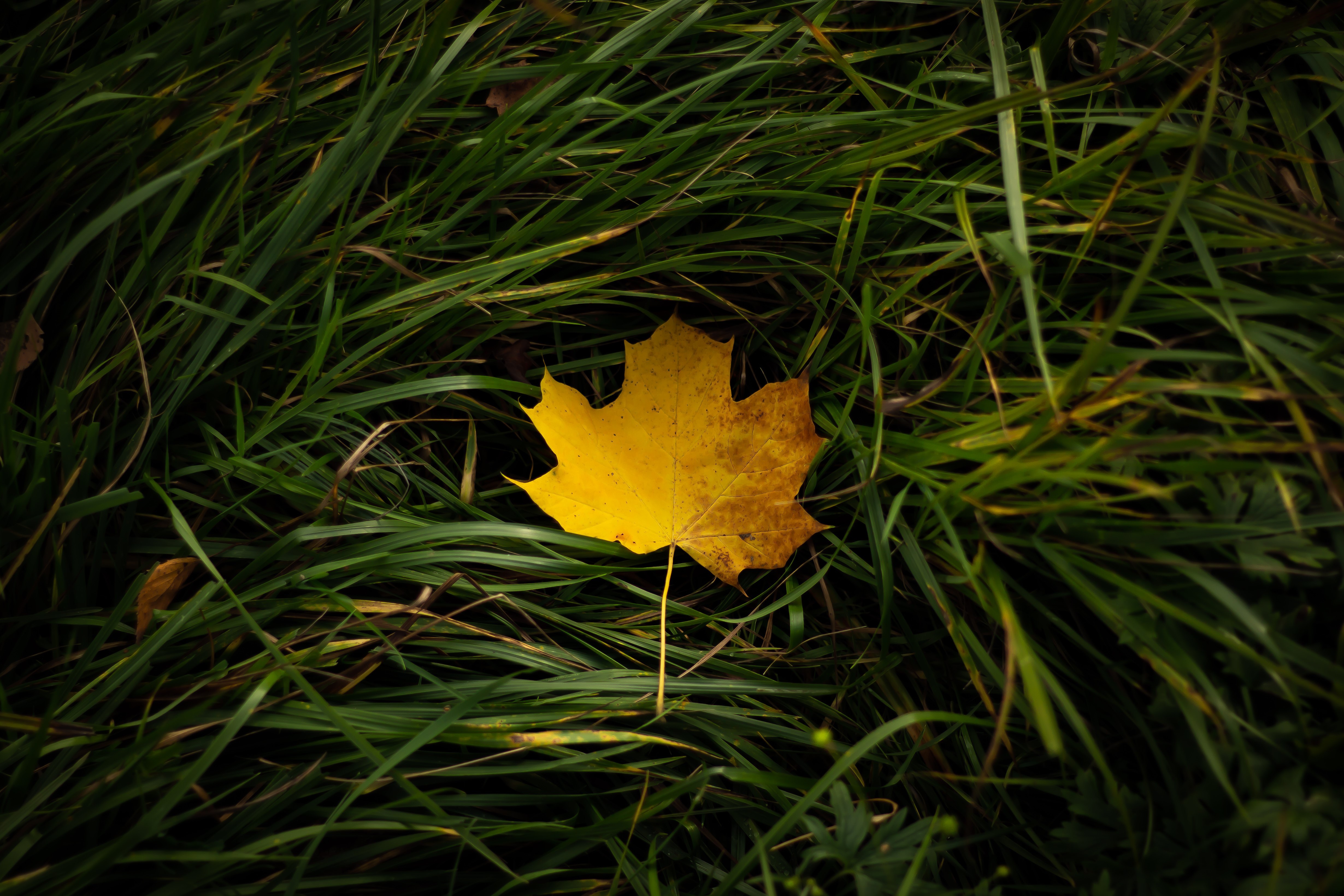 無料モバイル壁紙草, 秋, 葉, 地球をダウンロードします。