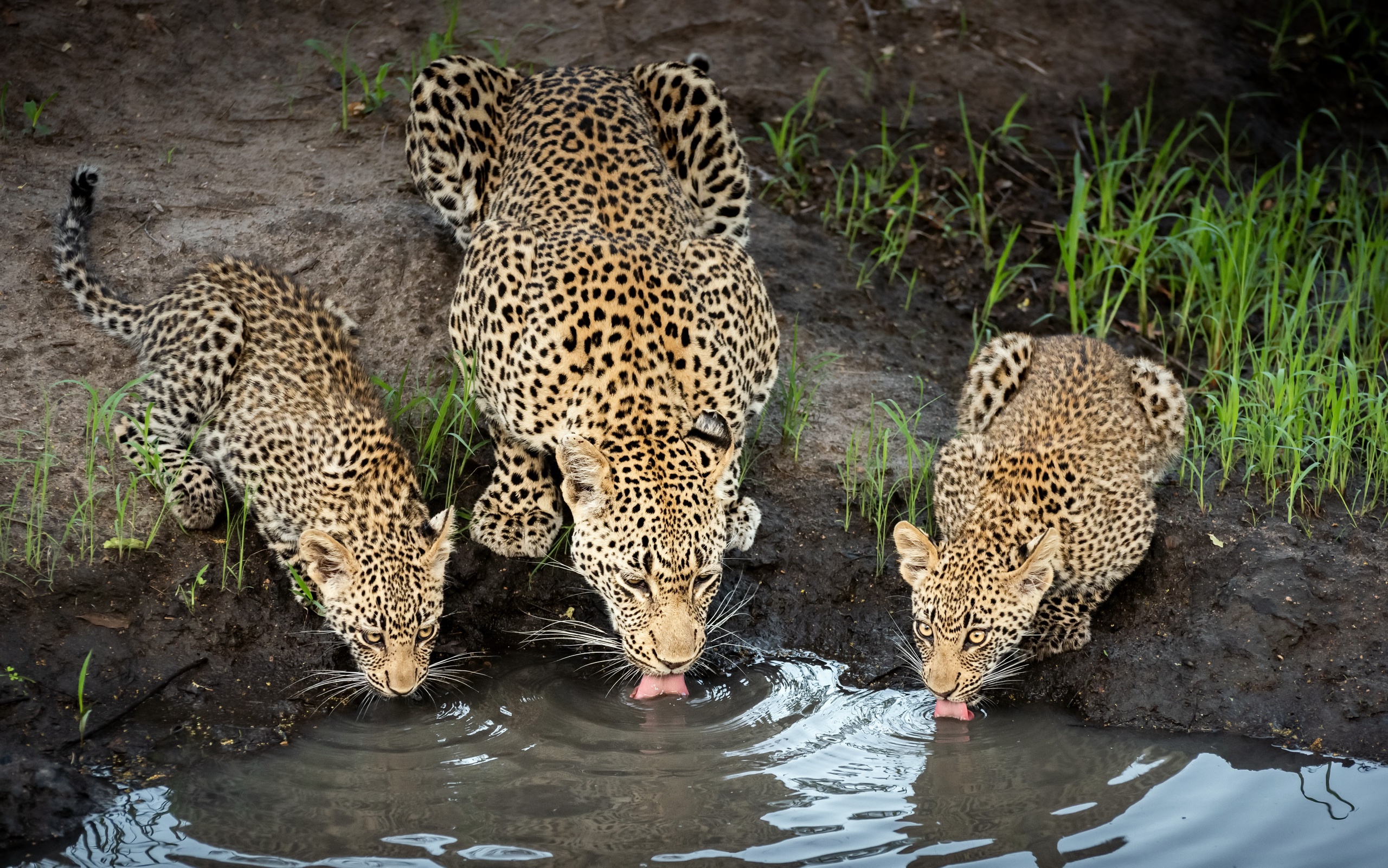 Descarga gratuita de fondo de pantalla para móvil de Animales, Gatos, Leopardo, Cachorro, Bebe Animal.