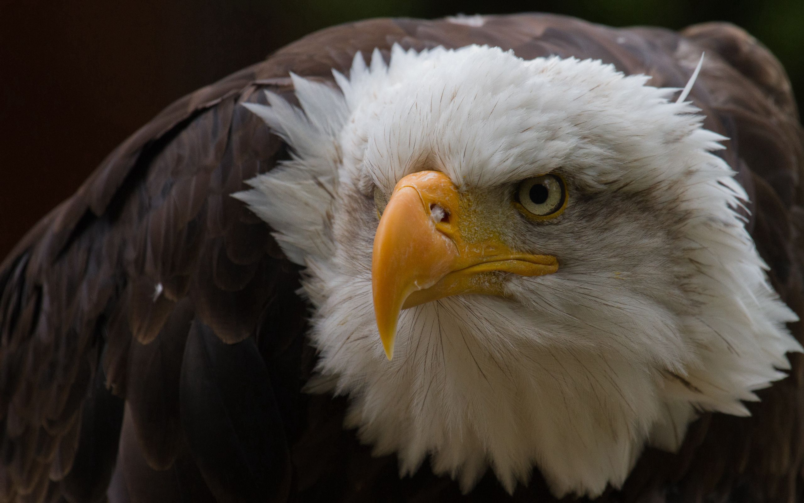 Free download wallpaper Head, Animals, Feather, Beak, Aggression, Eagle on your PC desktop