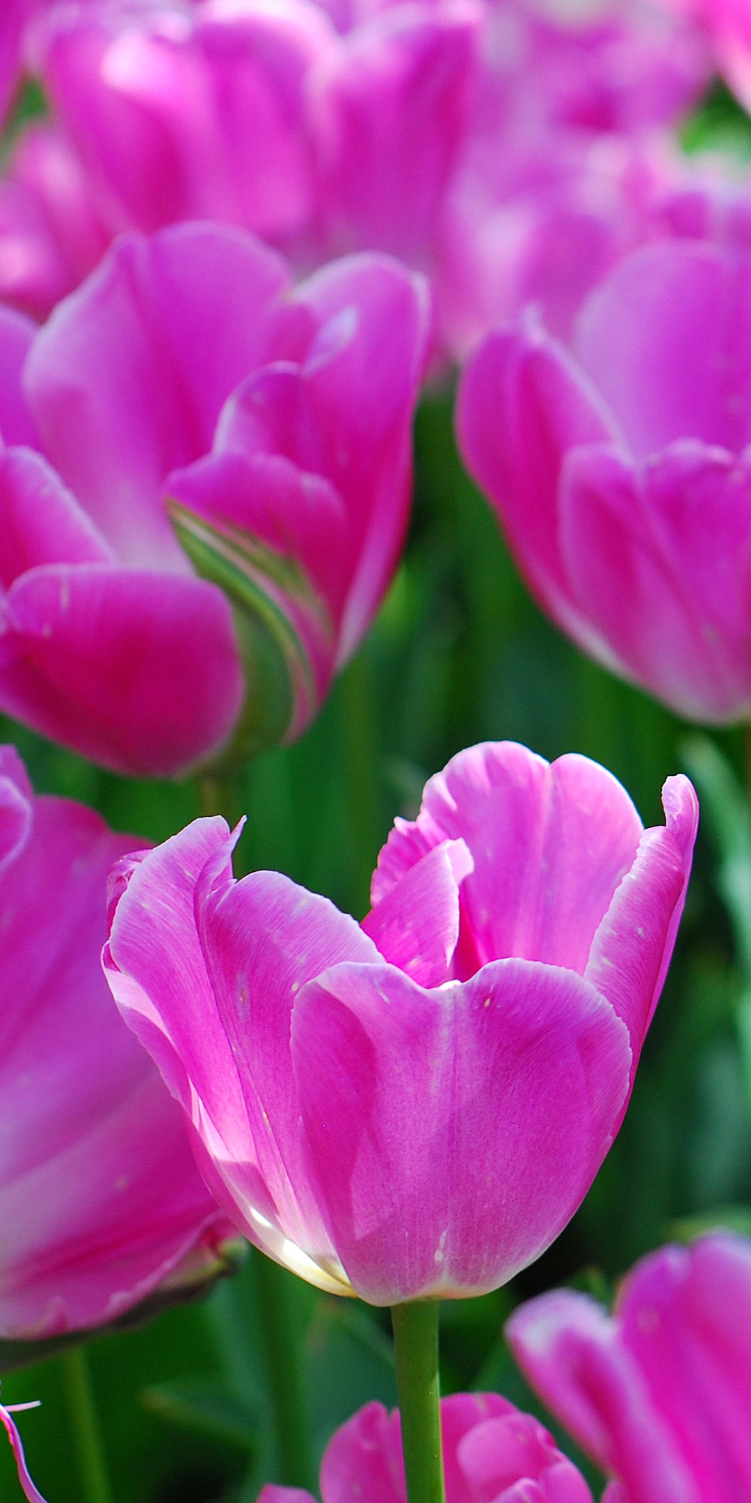 Скачать картинку Цветок, Тюльпан, Земля/природа, Розовый Цветок, Флауэрсы в телефон бесплатно.