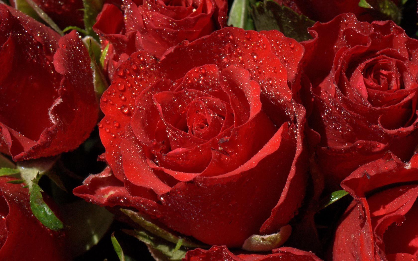 Laden Sie das Pflanzen, Roses, Drops-Bild kostenlos auf Ihren PC-Desktop herunter