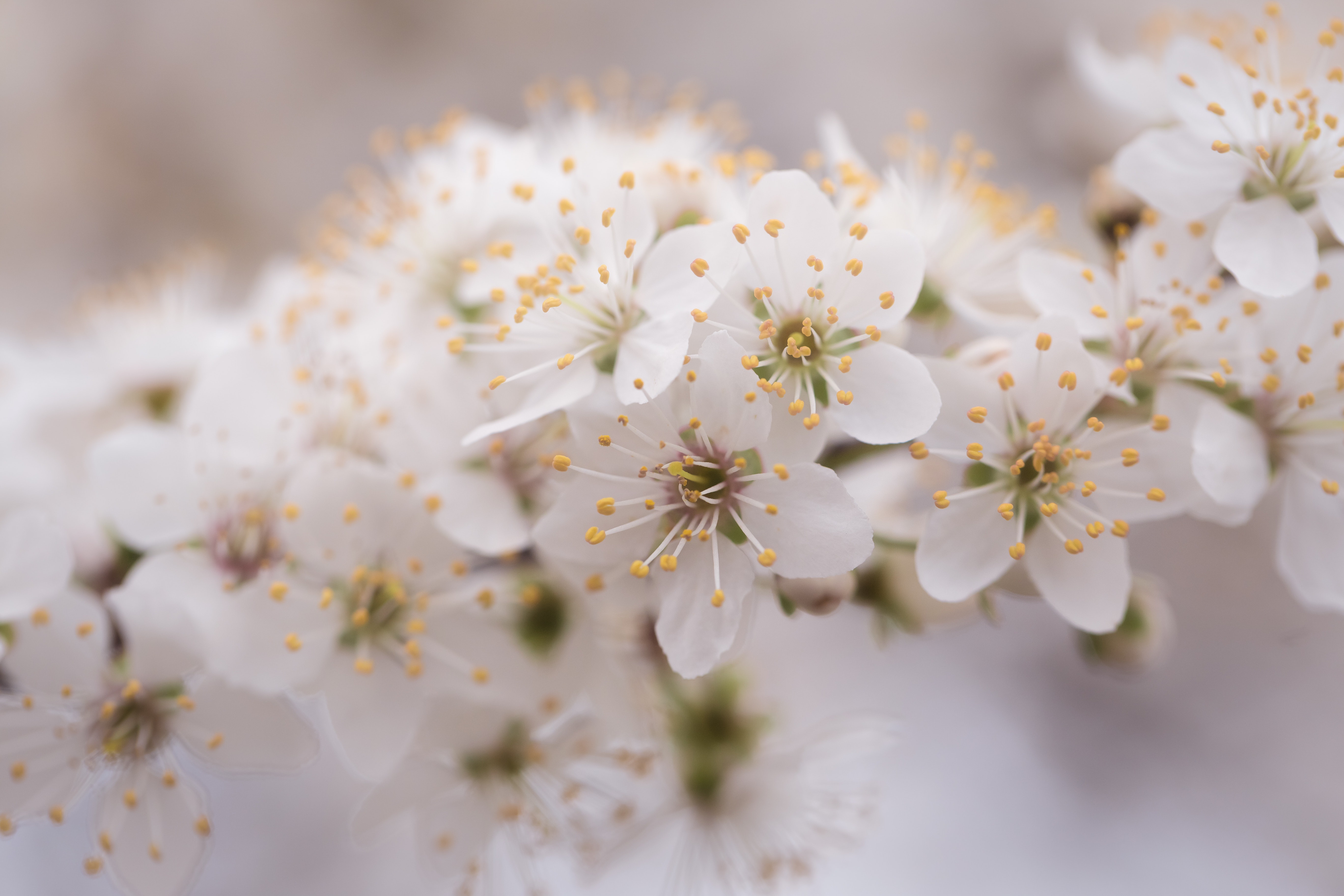 Free download wallpaper Flowers, Earth, White Flower, Blossom on your PC desktop