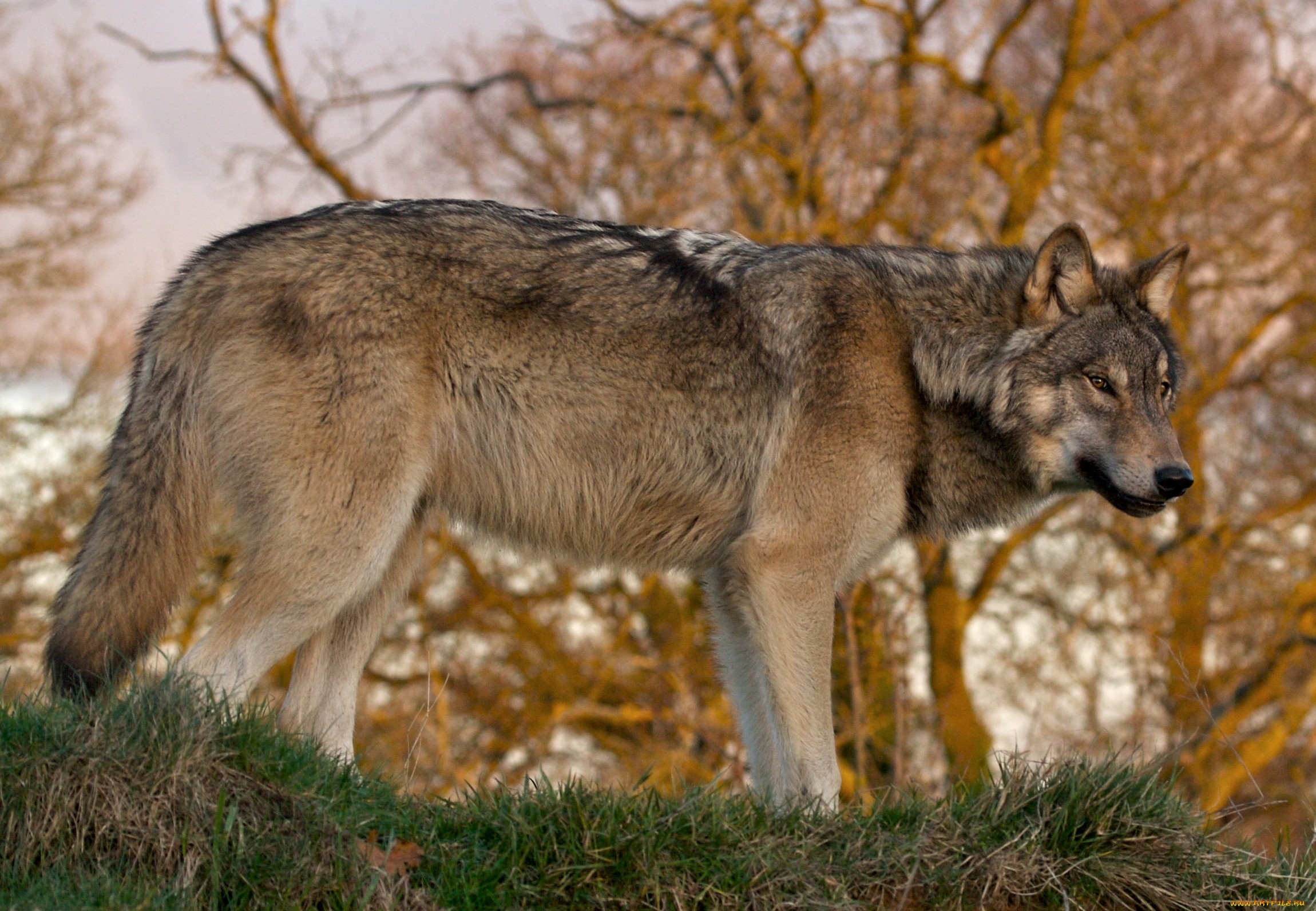 317888 Bild herunterladen tiere, wolf, wolves - Hintergrundbilder und Bildschirmschoner kostenlos
