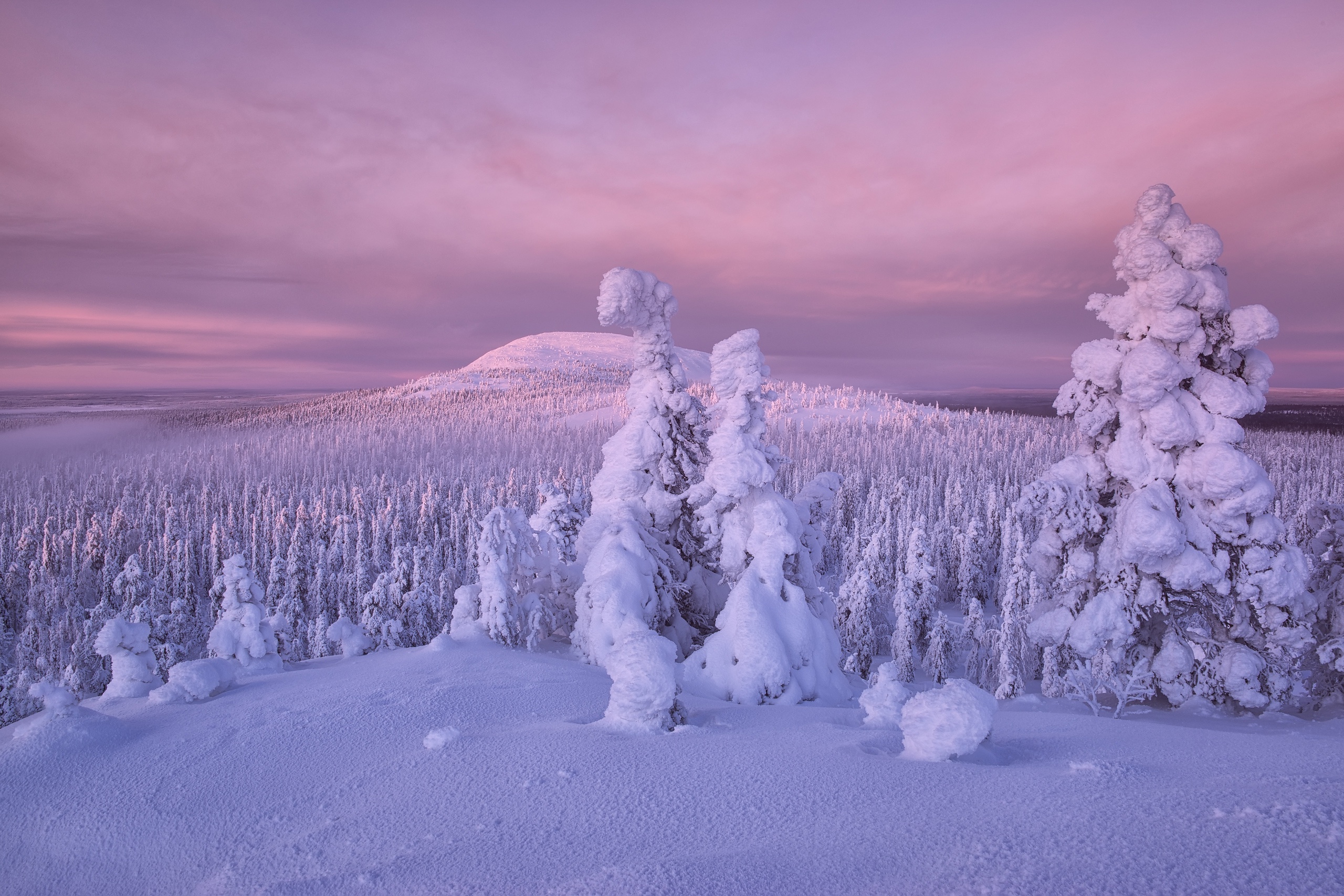 finland, earth, winter, forest, nature, snow