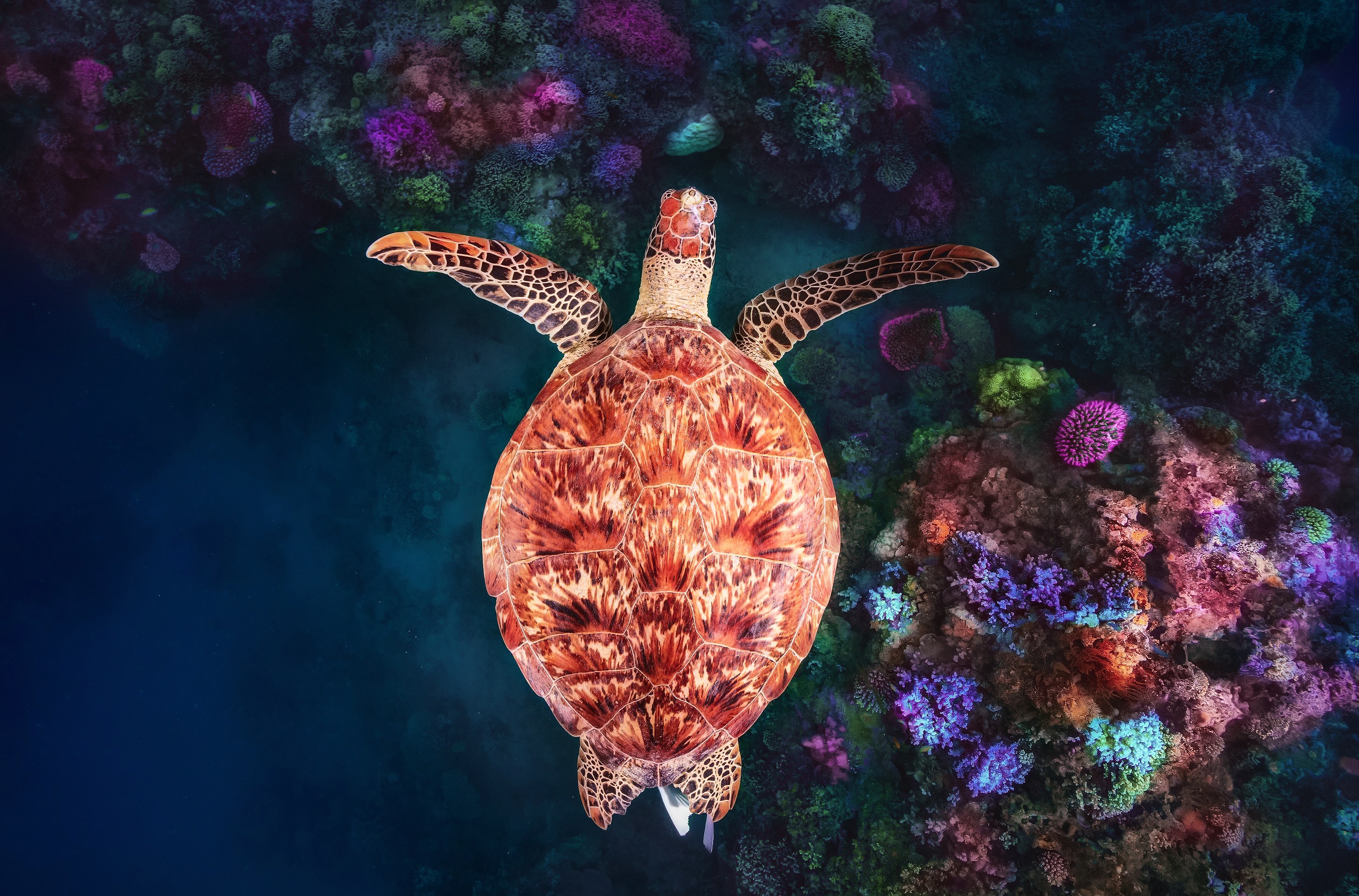 Download mobile wallpaper Turtles, Coral, Animal, Underwater, Turtle for free.
