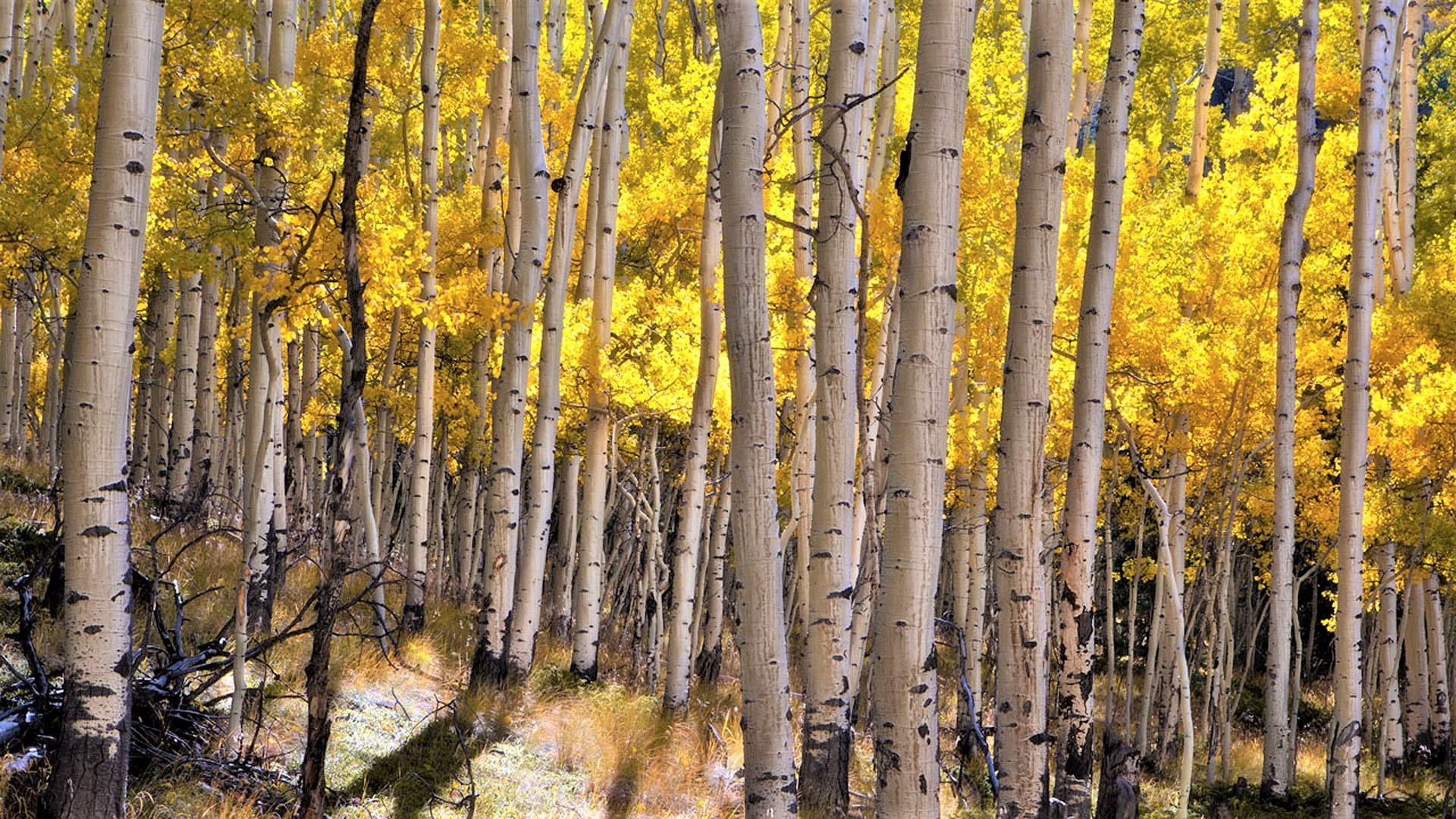 Baixar papel de parede para celular de Outono, Floresta, Árvore, Bétula, Terra/natureza gratuito.