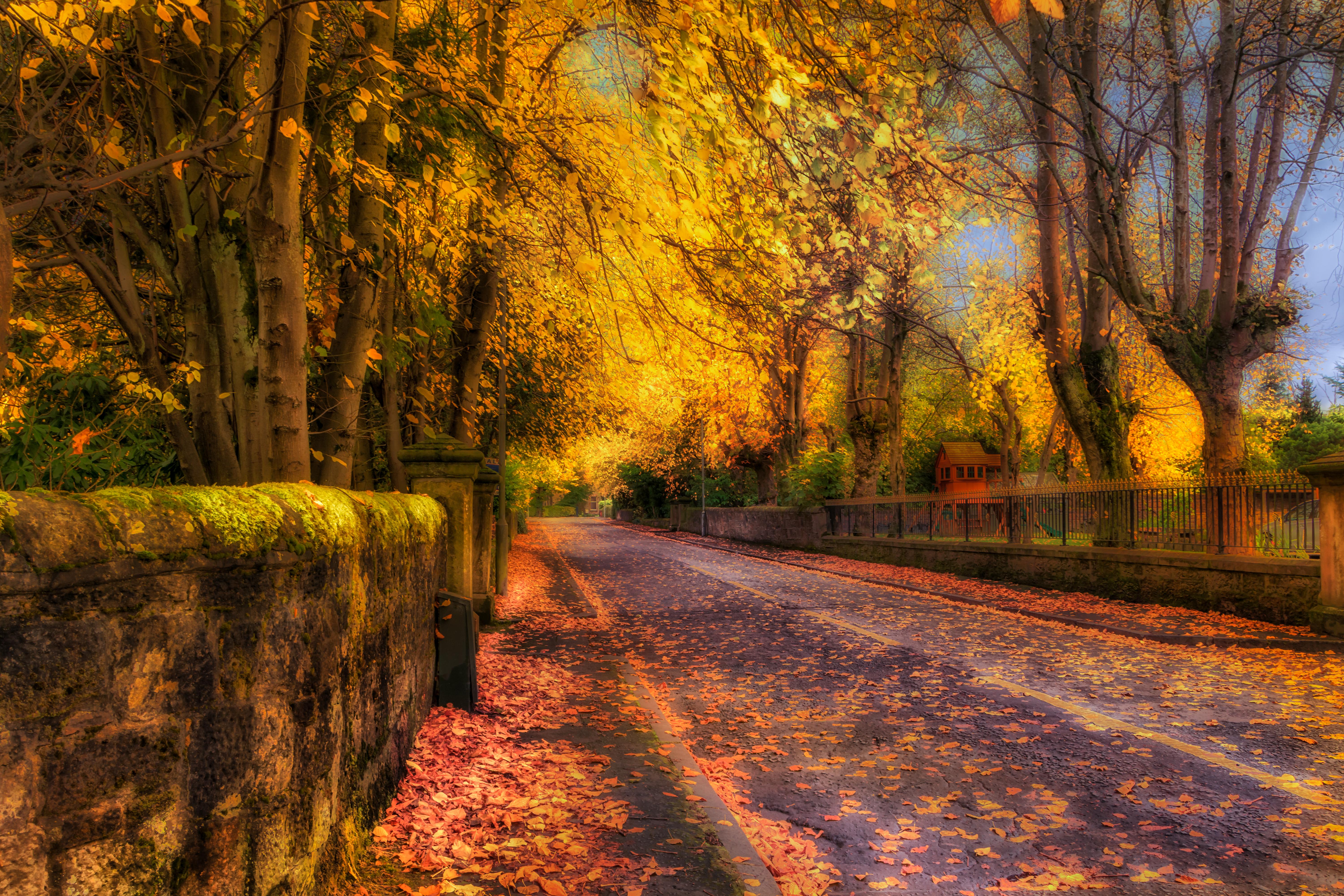 Download mobile wallpaper Road, Tree, Fall, Hdr, Photography for free.