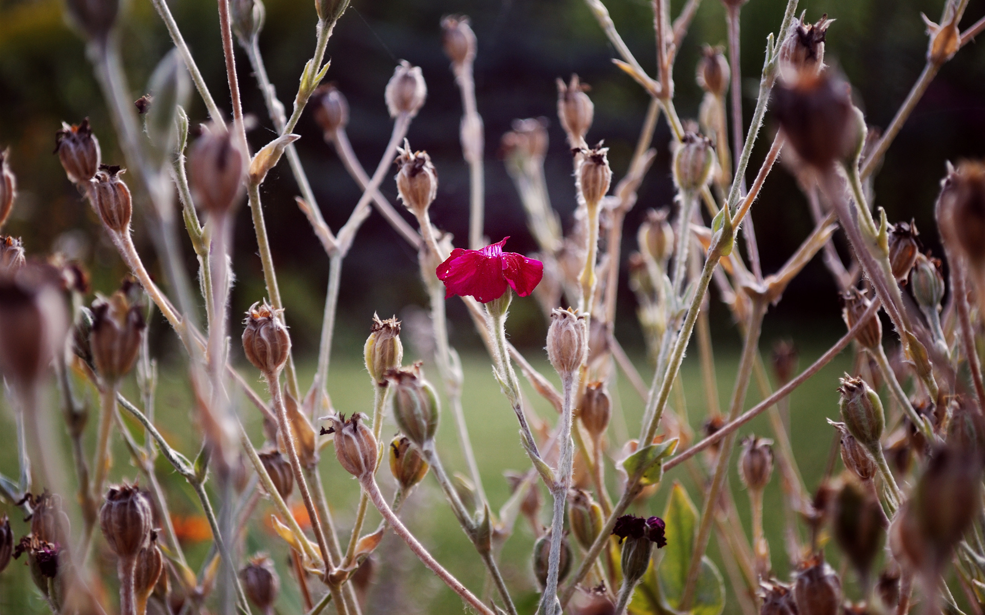 Handy-Wallpaper Blumen, Blume, Erde/natur kostenlos herunterladen.