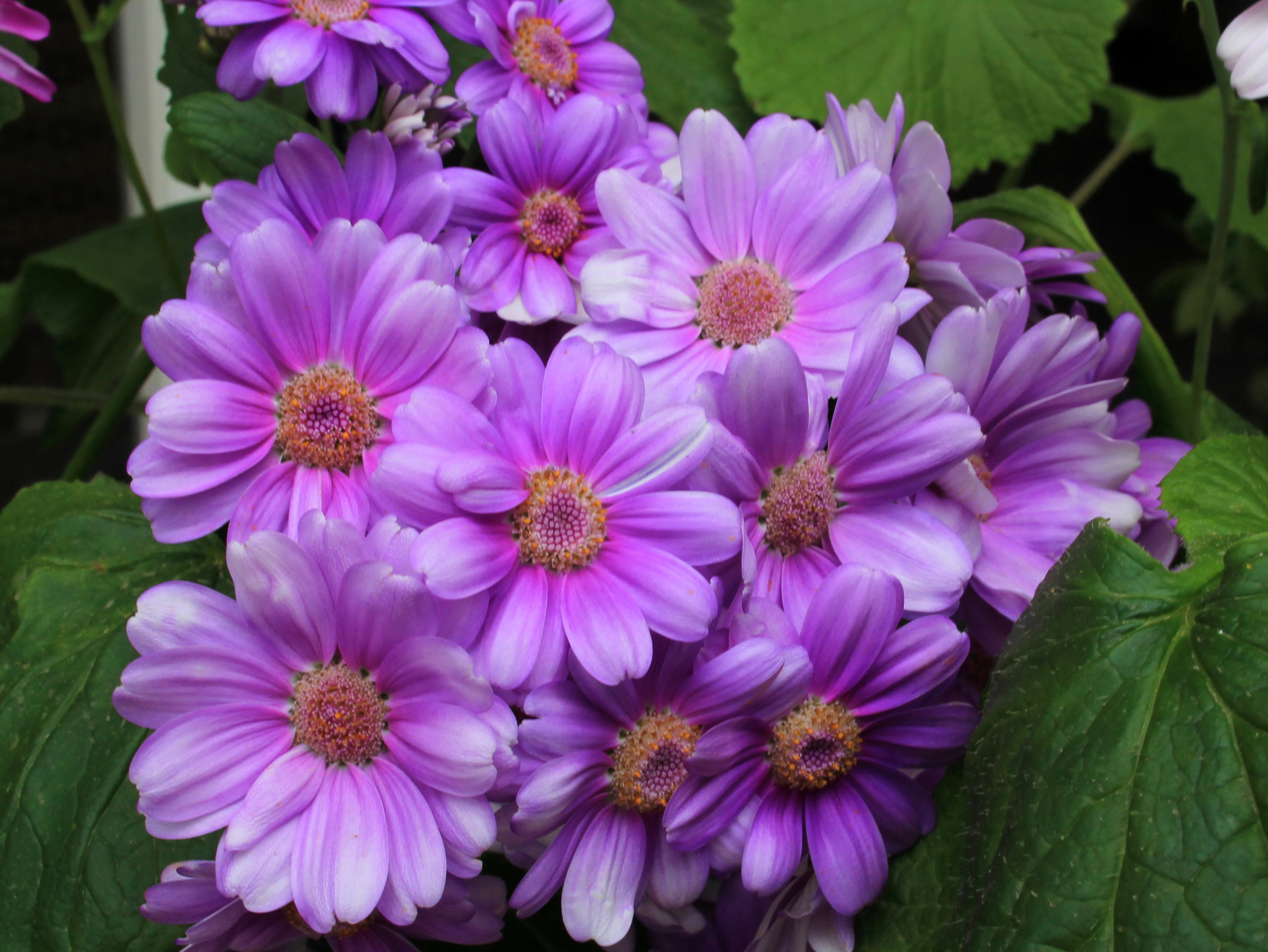 PCデスクトップにフラワーズ, 葉, 菊, 花, 地球, 紫色の花画像を無料でダウンロード