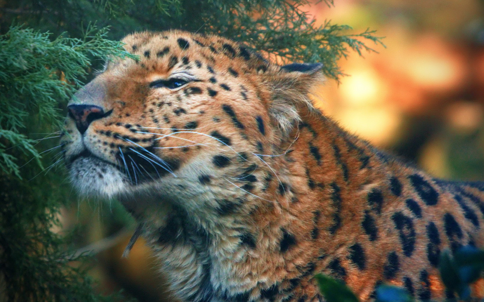 Descarga gratuita de fondo de pantalla para móvil de Animales, Leopardo.