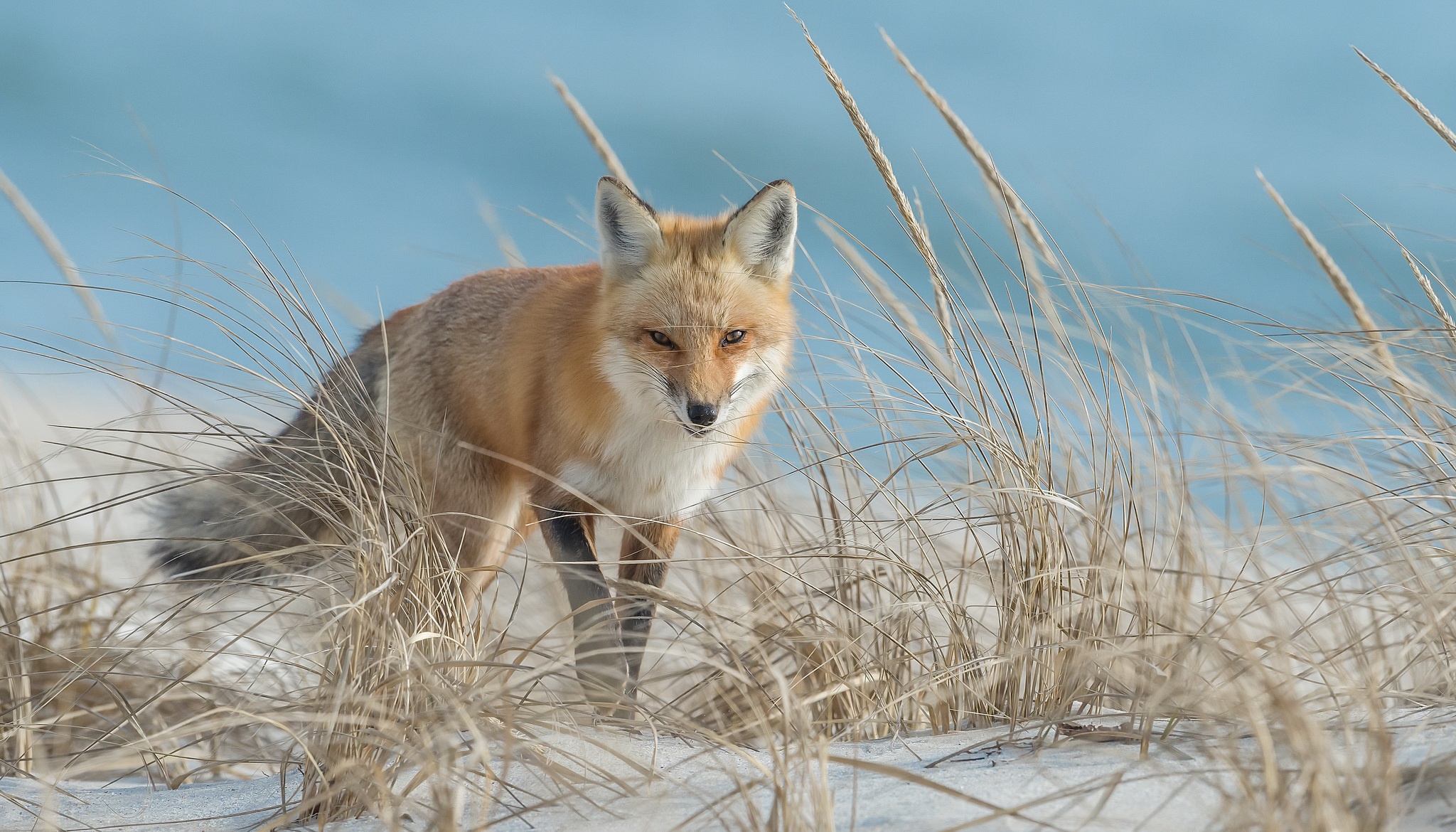 Download mobile wallpaper Grass, Sand, Fox, Animal for free.