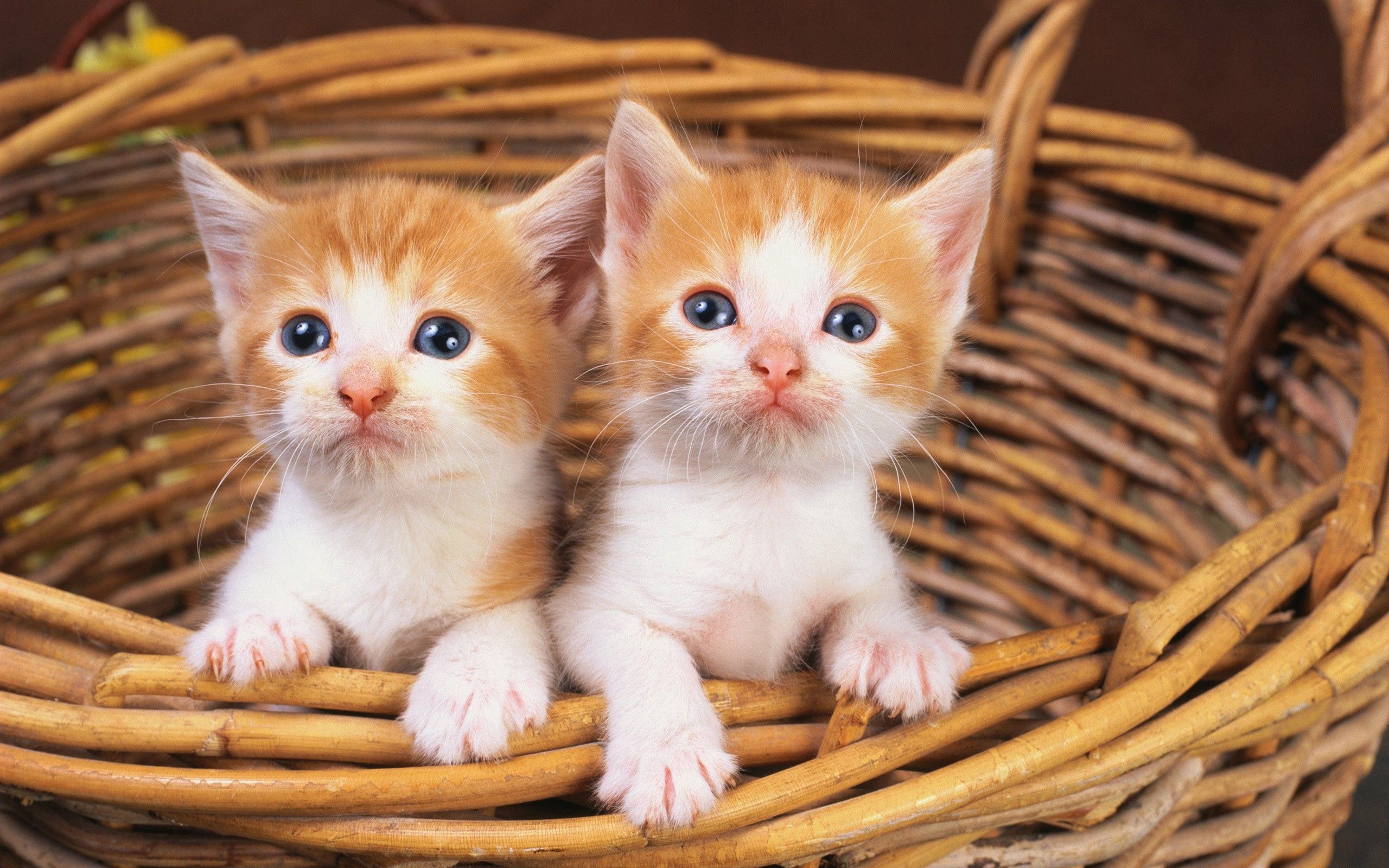 Download mobile wallpaper Kittens, Basket, Animals, Pair, Couple for free.