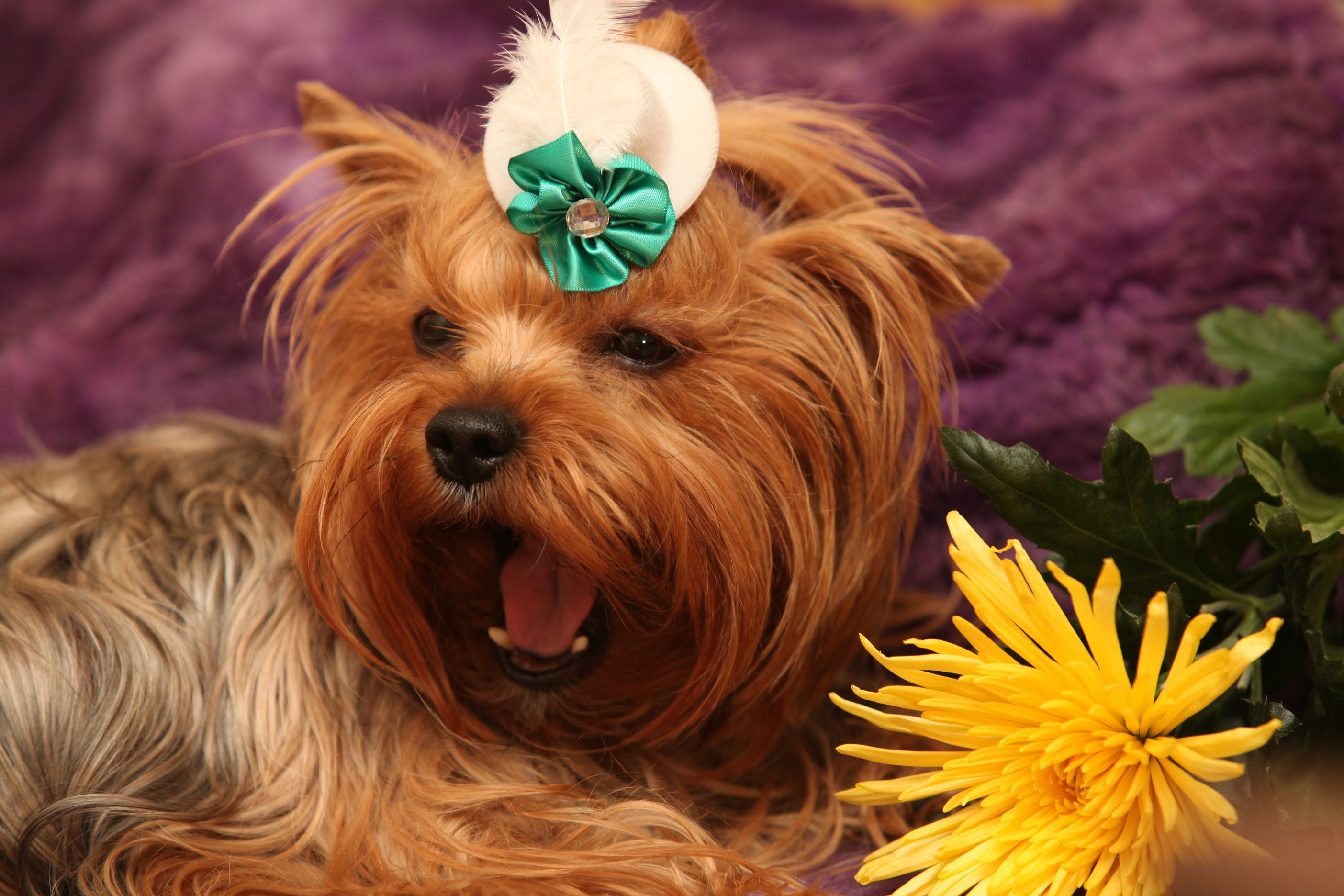 132327 descargar imagen animales, flor, perro, bozal, yorkshire terrier, bostezar: fondos de pantalla y protectores de pantalla gratis