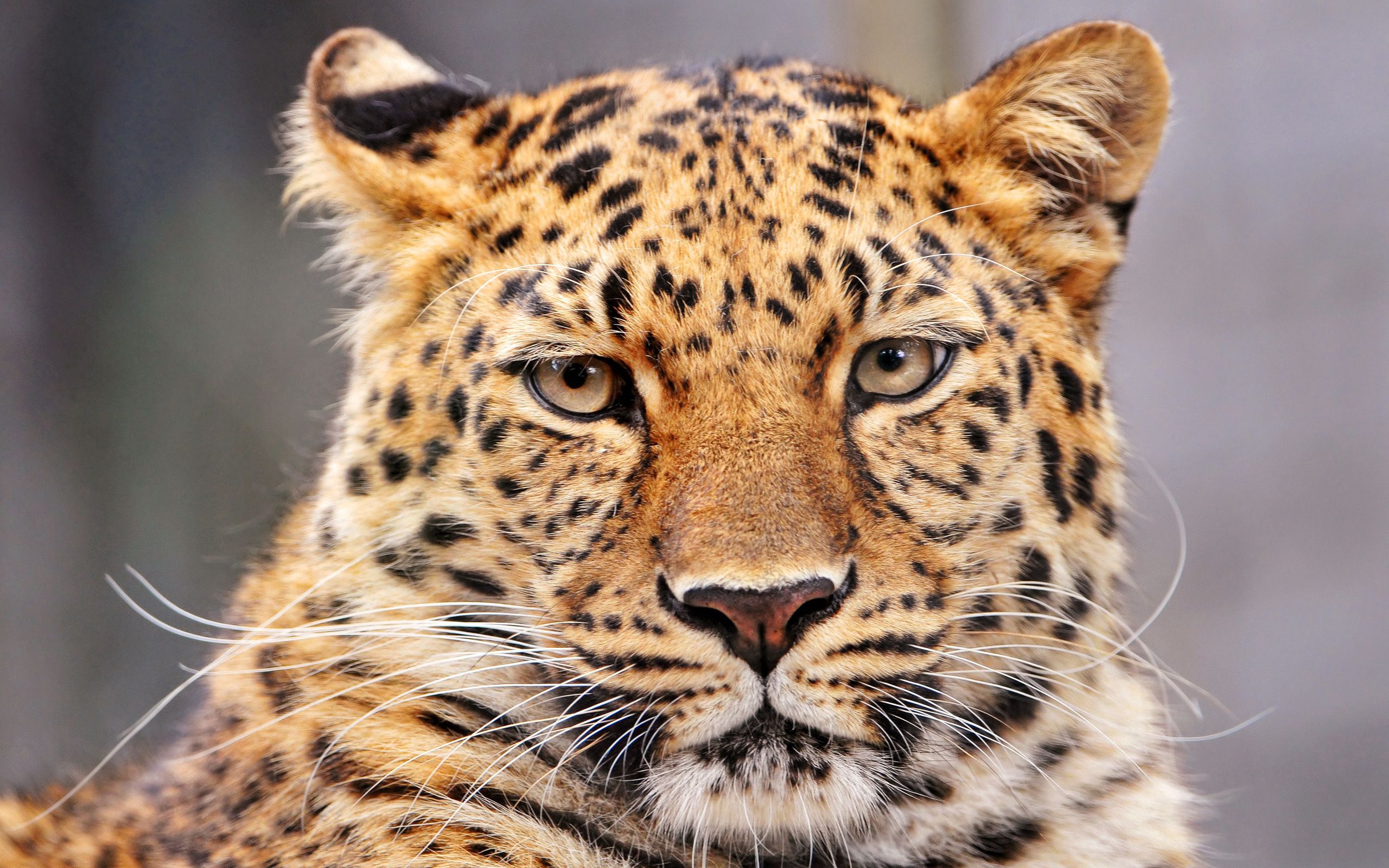 Baixe gratuitamente a imagem Animais, Leopardo, Predator, Predador, Cor, Gato Grande na área de trabalho do seu PC