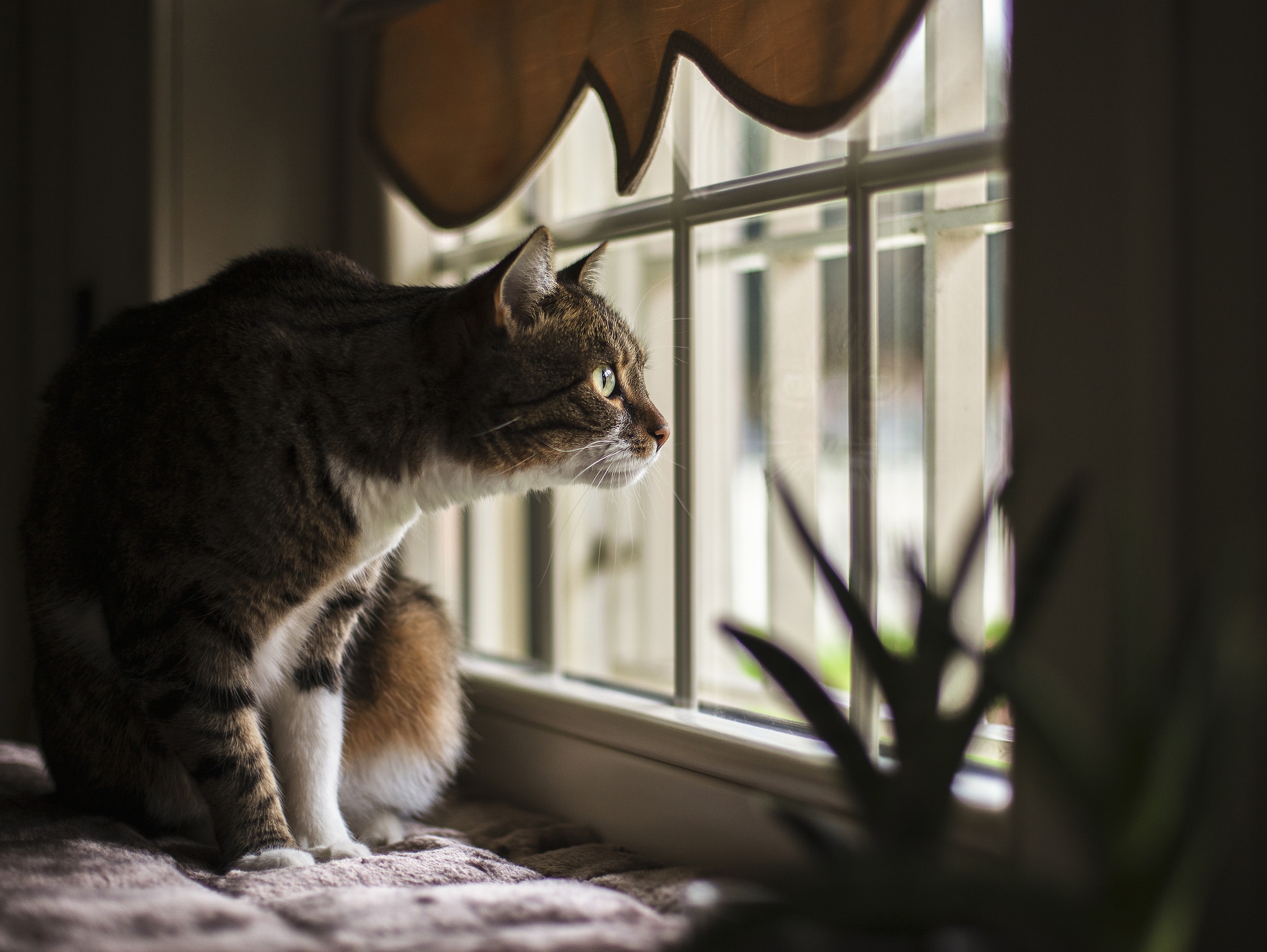 Baixar papel de parede para celular de Animais, Gatos, Gato, Janela, Olhar Fixamente gratuito.