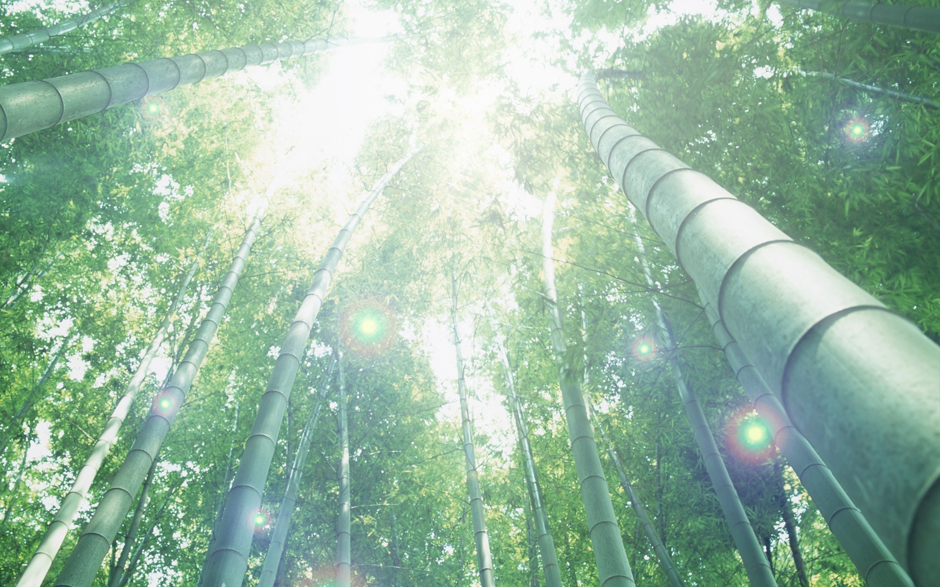 Free download wallpaper Bamboo, Earth on your PC desktop