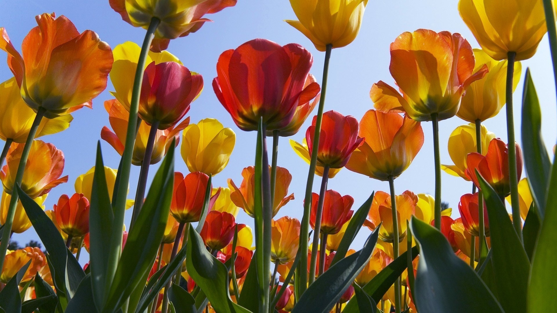 Téléchargez gratuitement l'image Fleurs, Fleur, Tulipe, Terre/nature sur le bureau de votre PC