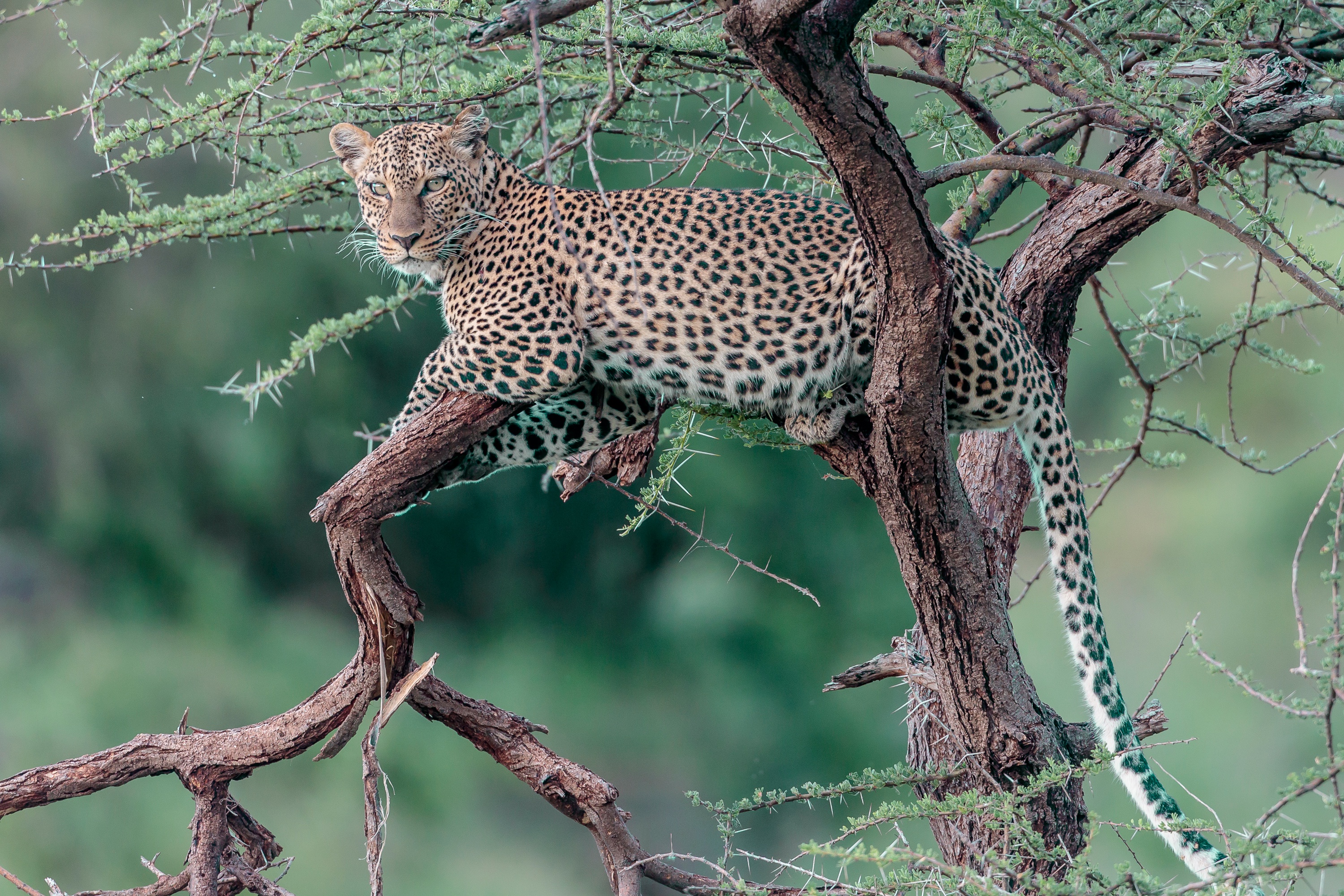 Baixe gratuitamente a imagem Animais, Gatos, Leopardo na área de trabalho do seu PC