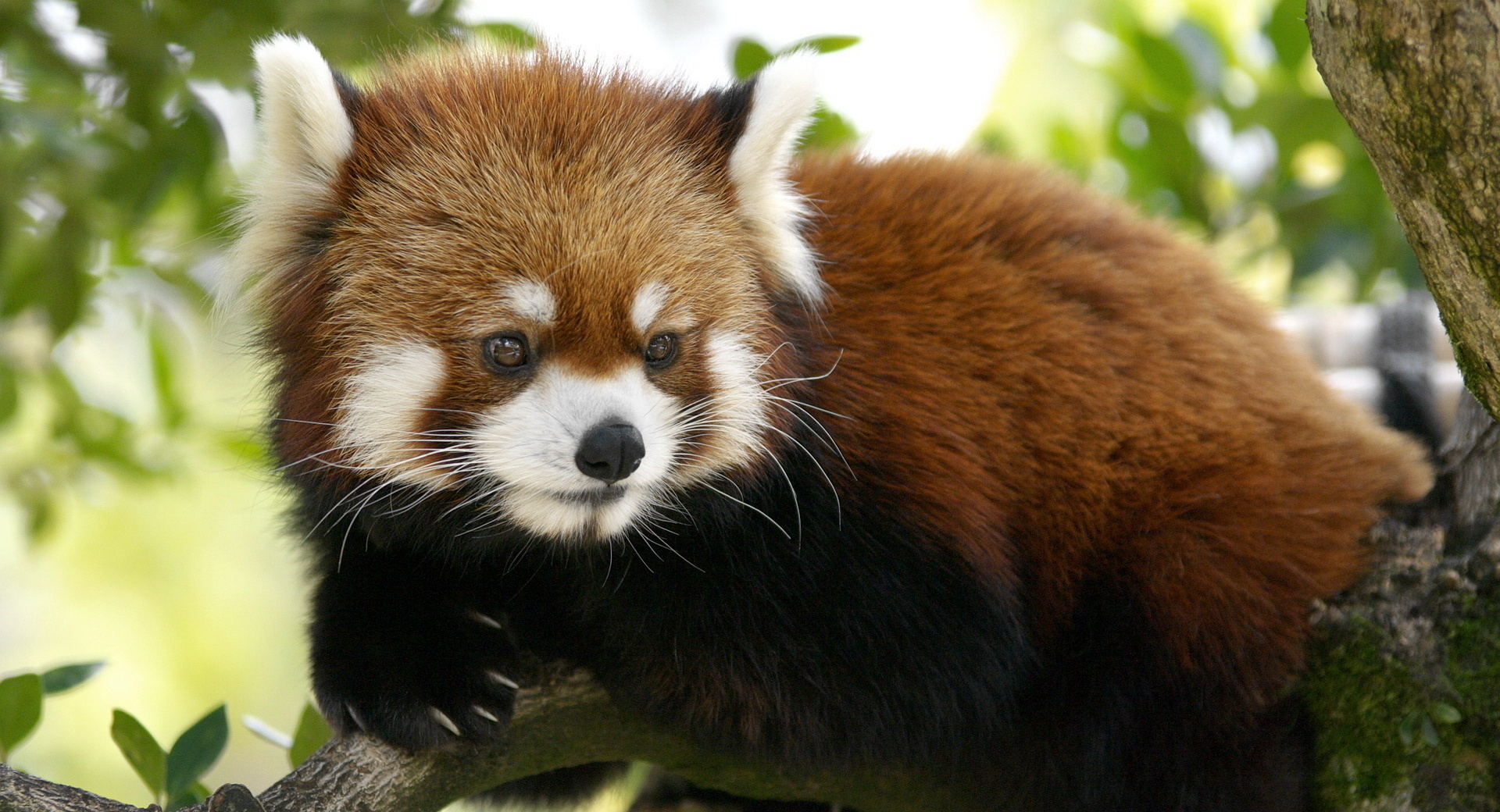 Download mobile wallpaper Animal, Red Panda for free.