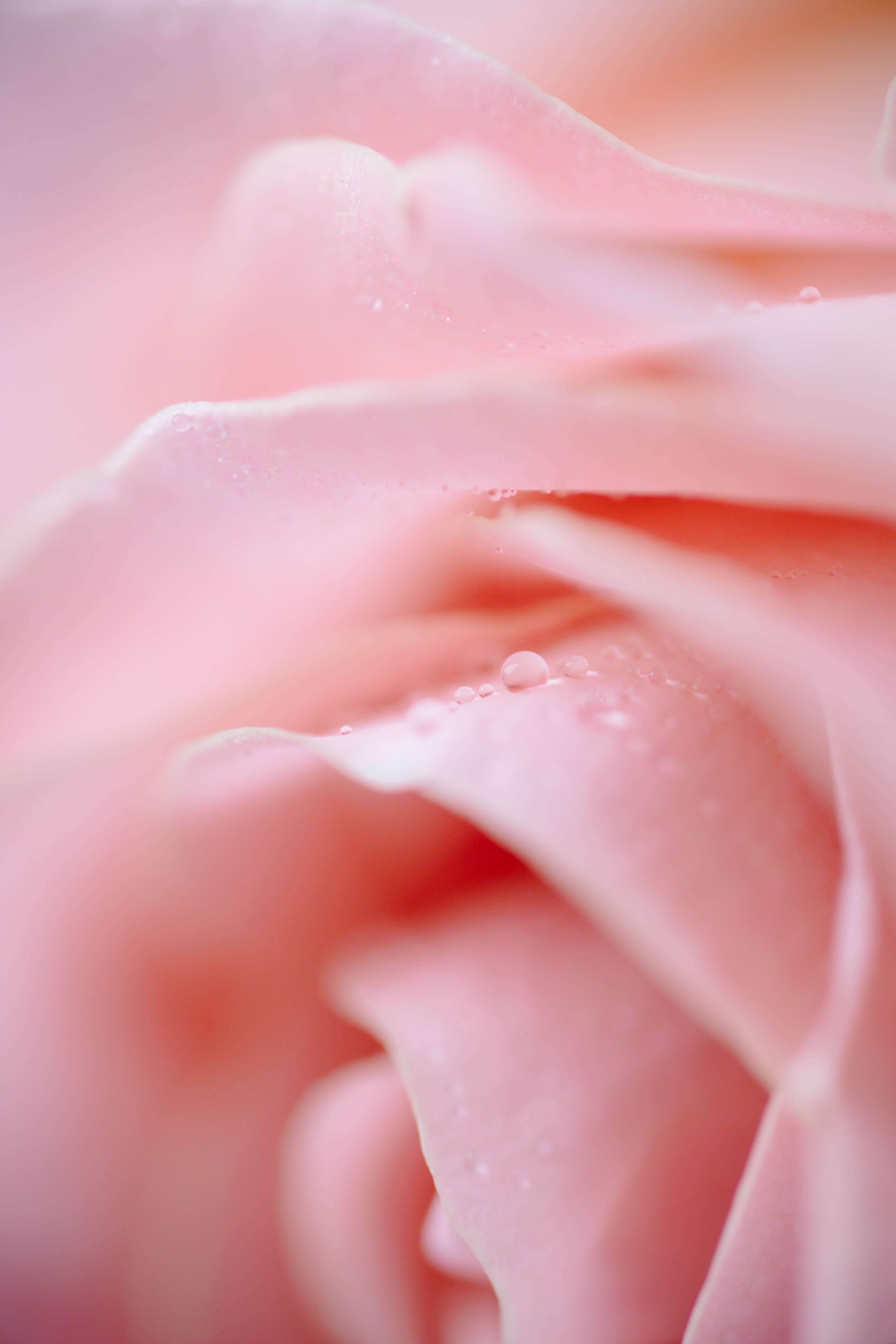134928壁紙のダウンロードバラの花, ピンク, 滴, 大きい, マクロ, 薔薇, 花びら-スクリーンセーバーと写真を無料で