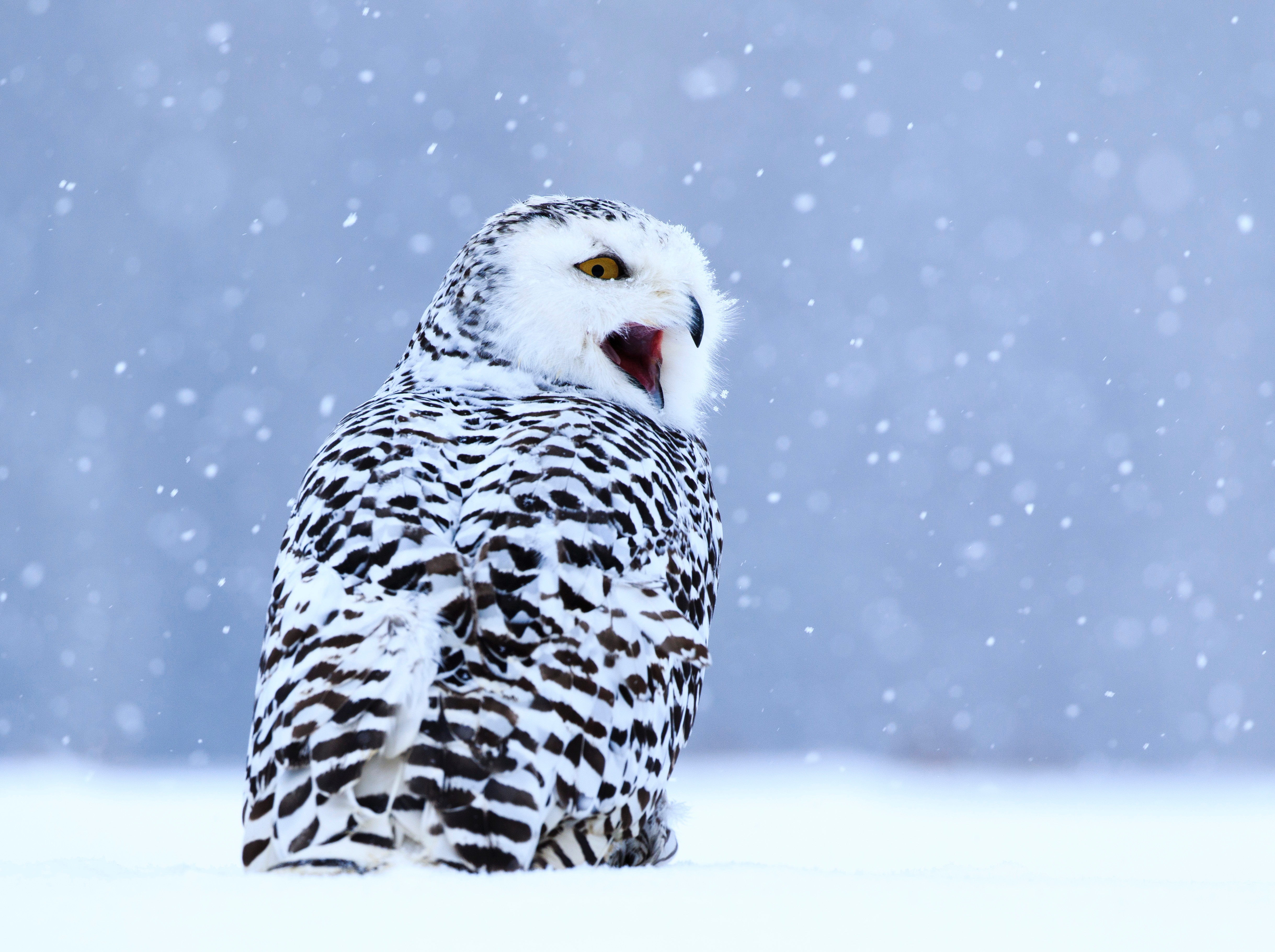 110359 скачать картинку зима, животные, снег, птица, сова, белая сова, полярная сова - обои и заставки бесплатно