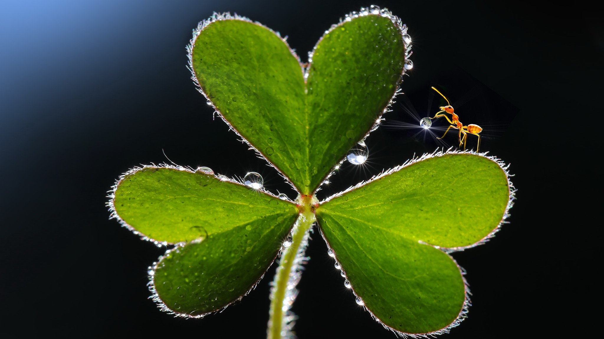 Download mobile wallpaper Macro, Animal, Clover, Ant for free.