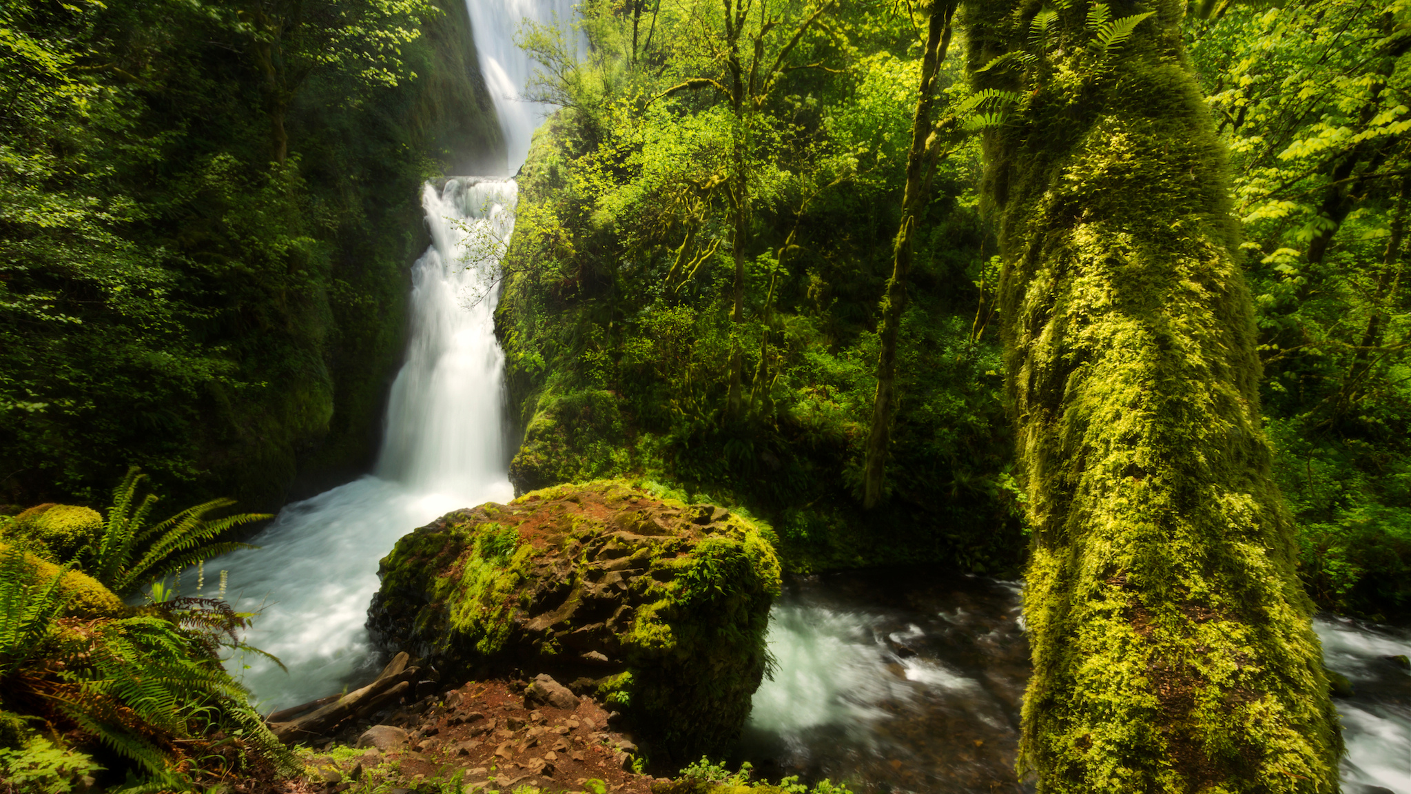 Téléchargez gratuitement l'image Cascades, Forêt, Arbre, Mousse, Terre/nature, Chûte D'eau sur le bureau de votre PC