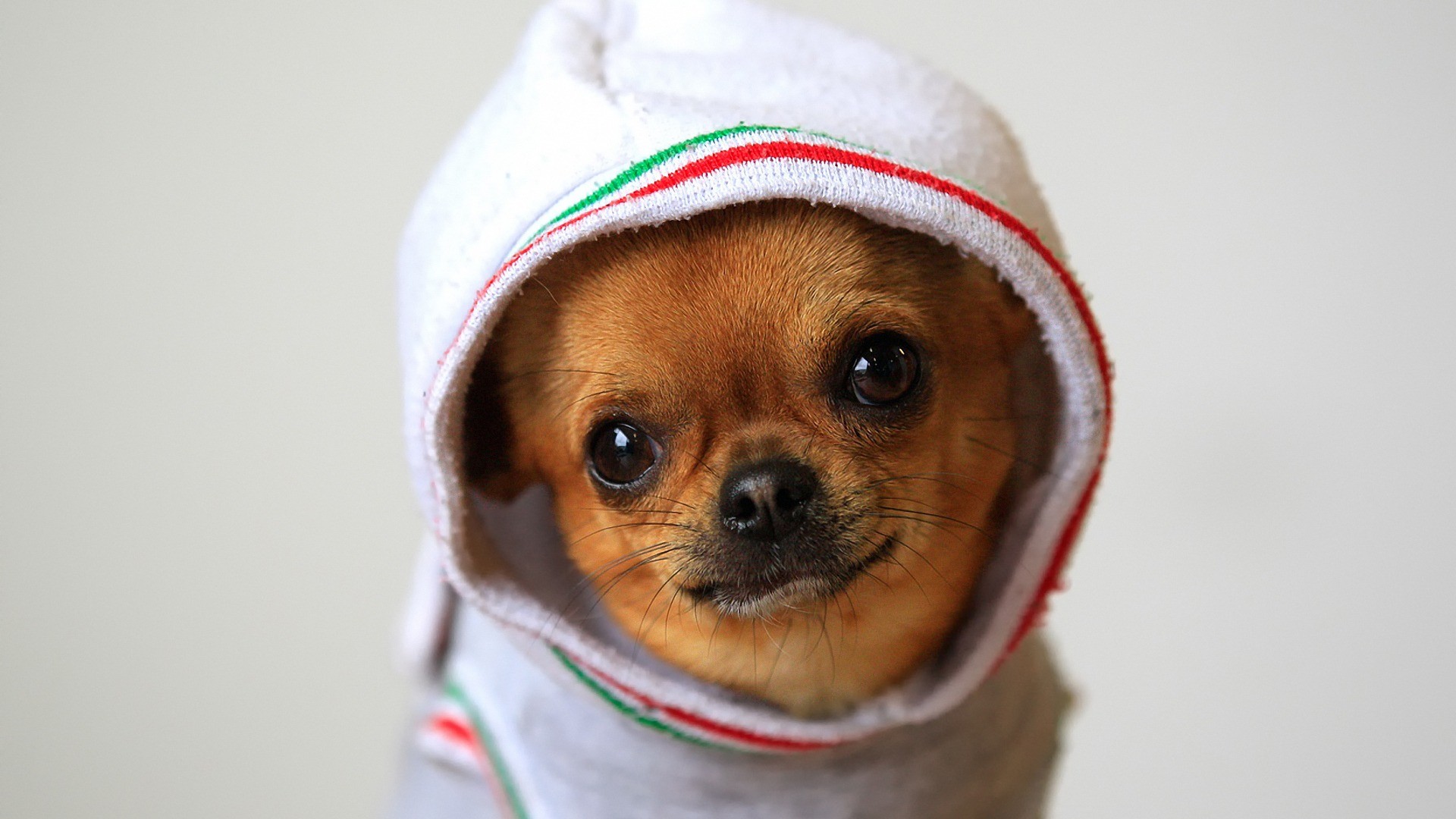 Descarga gratis la imagen Animales, Perro, Chihuahua en el escritorio de tu PC