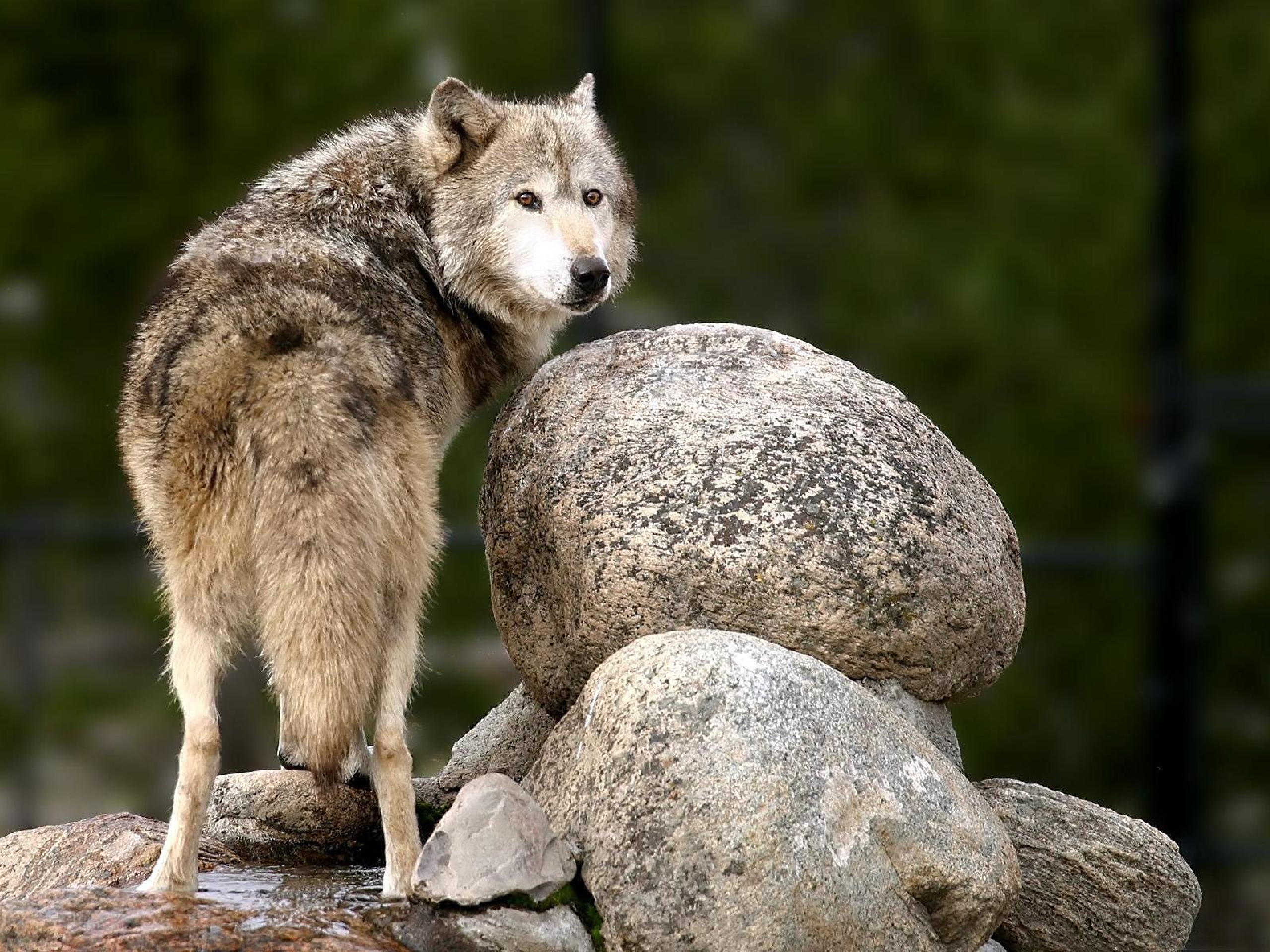 Descarga gratuita de fondo de pantalla para móvil de Animales, Lobo, Wolves.