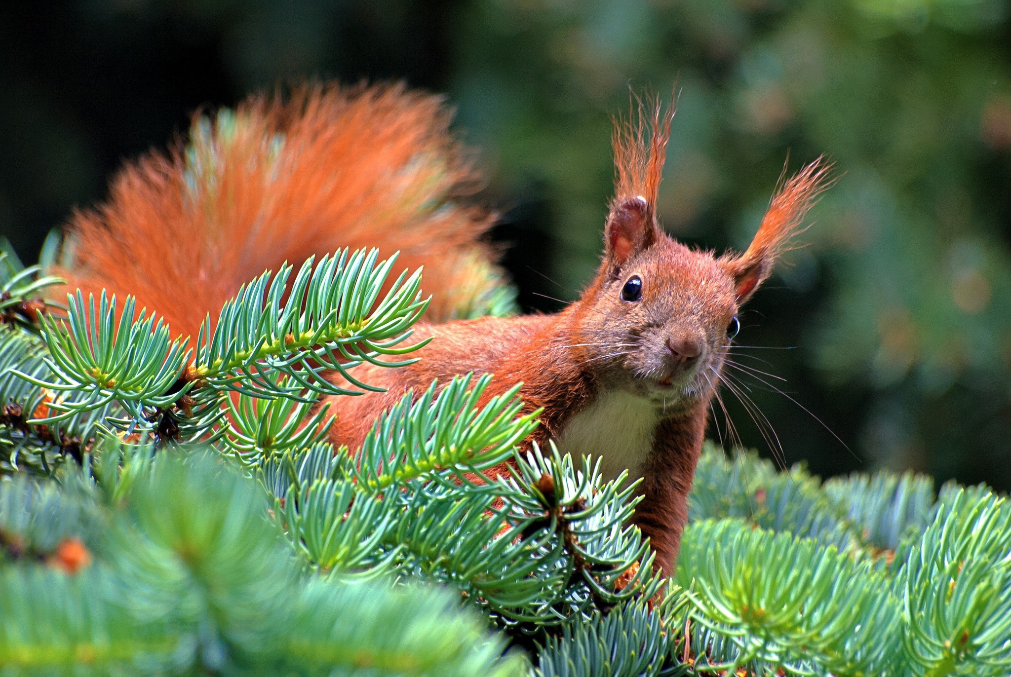 animals, squirrel, branch, spruce, fir, needles, paw