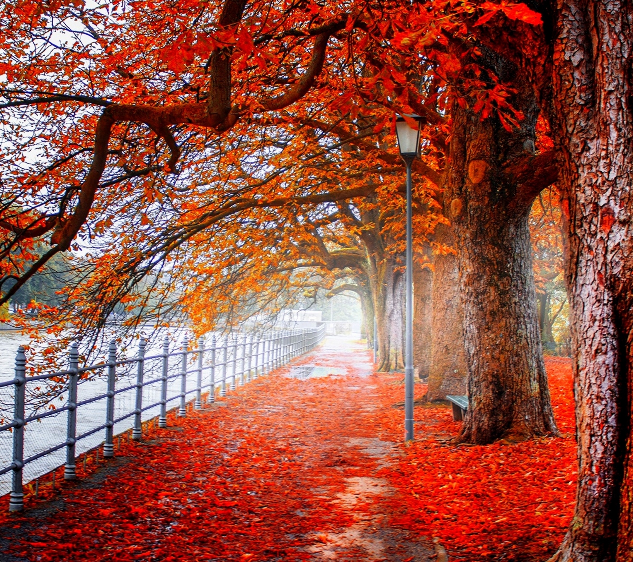 Laden Sie das Herbst, Park, Baum, Blatt, Zaun, Fotografie, Orange Farbe)-Bild kostenlos auf Ihren PC-Desktop herunter