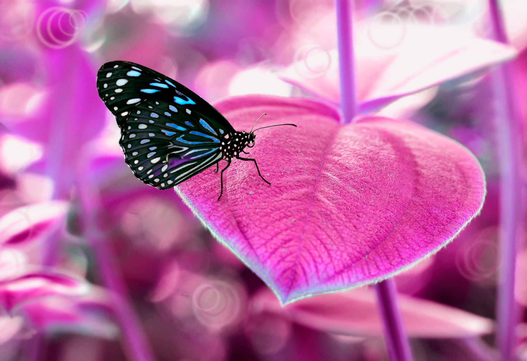 Download mobile wallpaper Pink, Macro, Leaf, Insect, Butterfly, Animal for free.