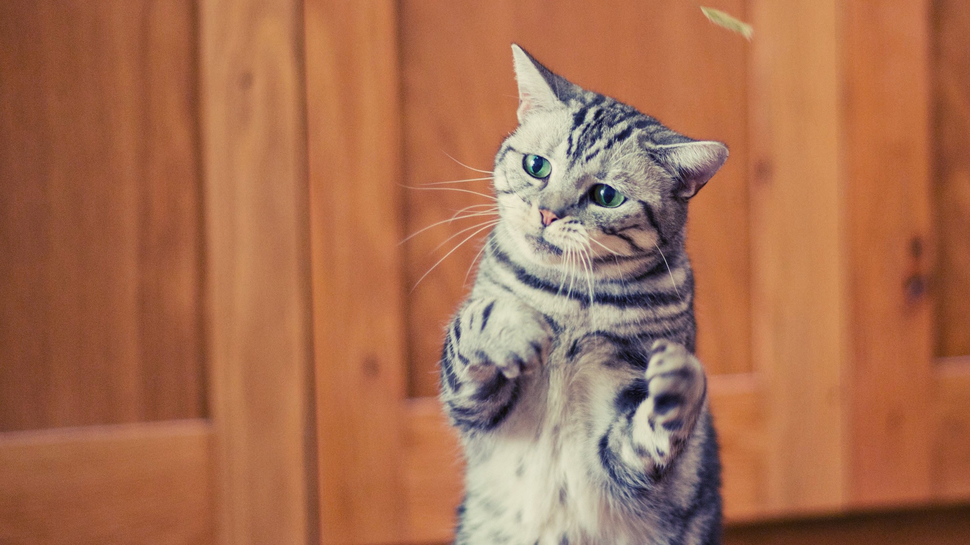 Baixe gratuitamente a imagem Animais, Gatos, Gato na área de trabalho do seu PC