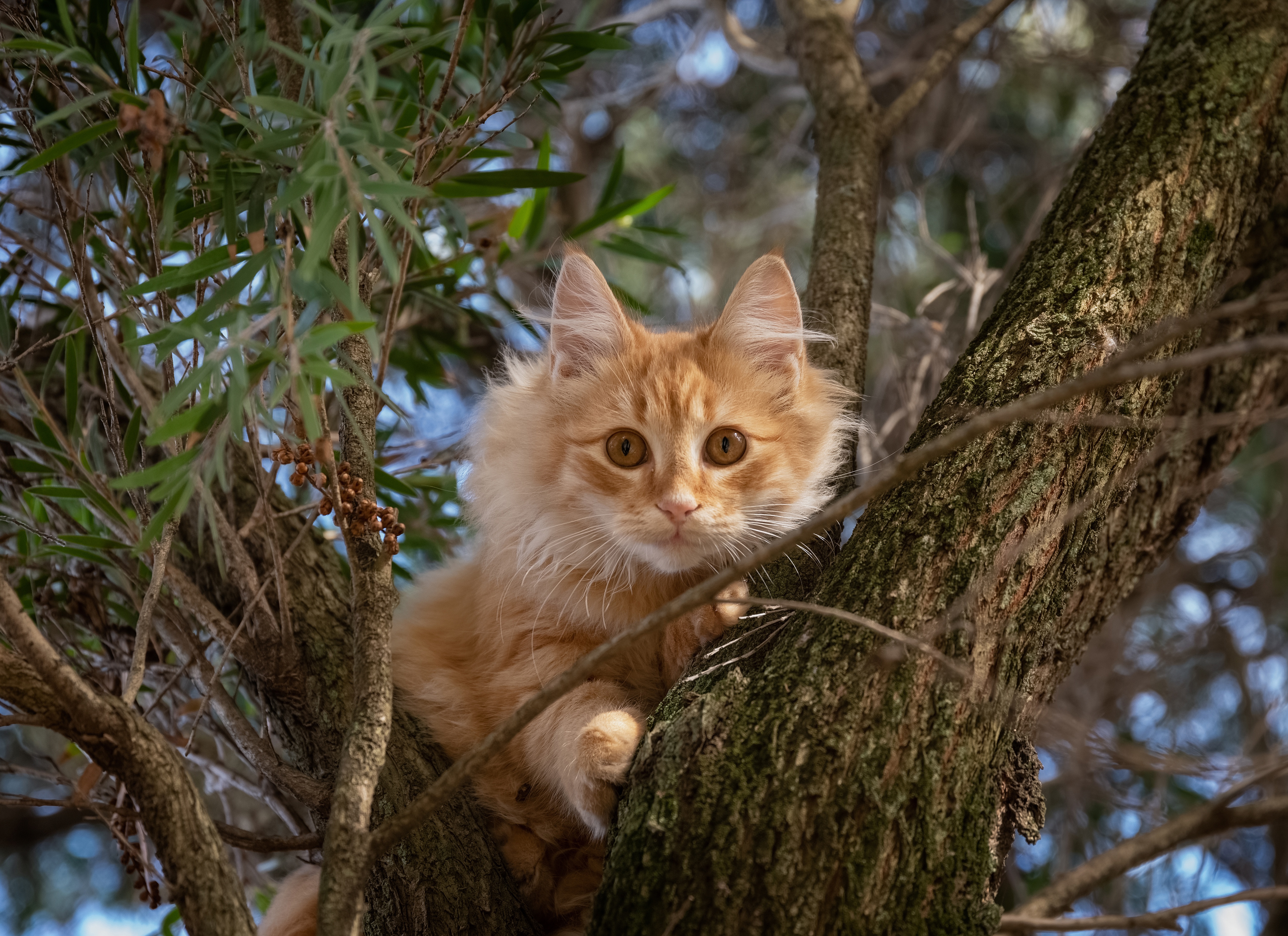 Baixar papel de parede para celular de Animais, Gatos, Gato, Olhar Fixamente gratuito.