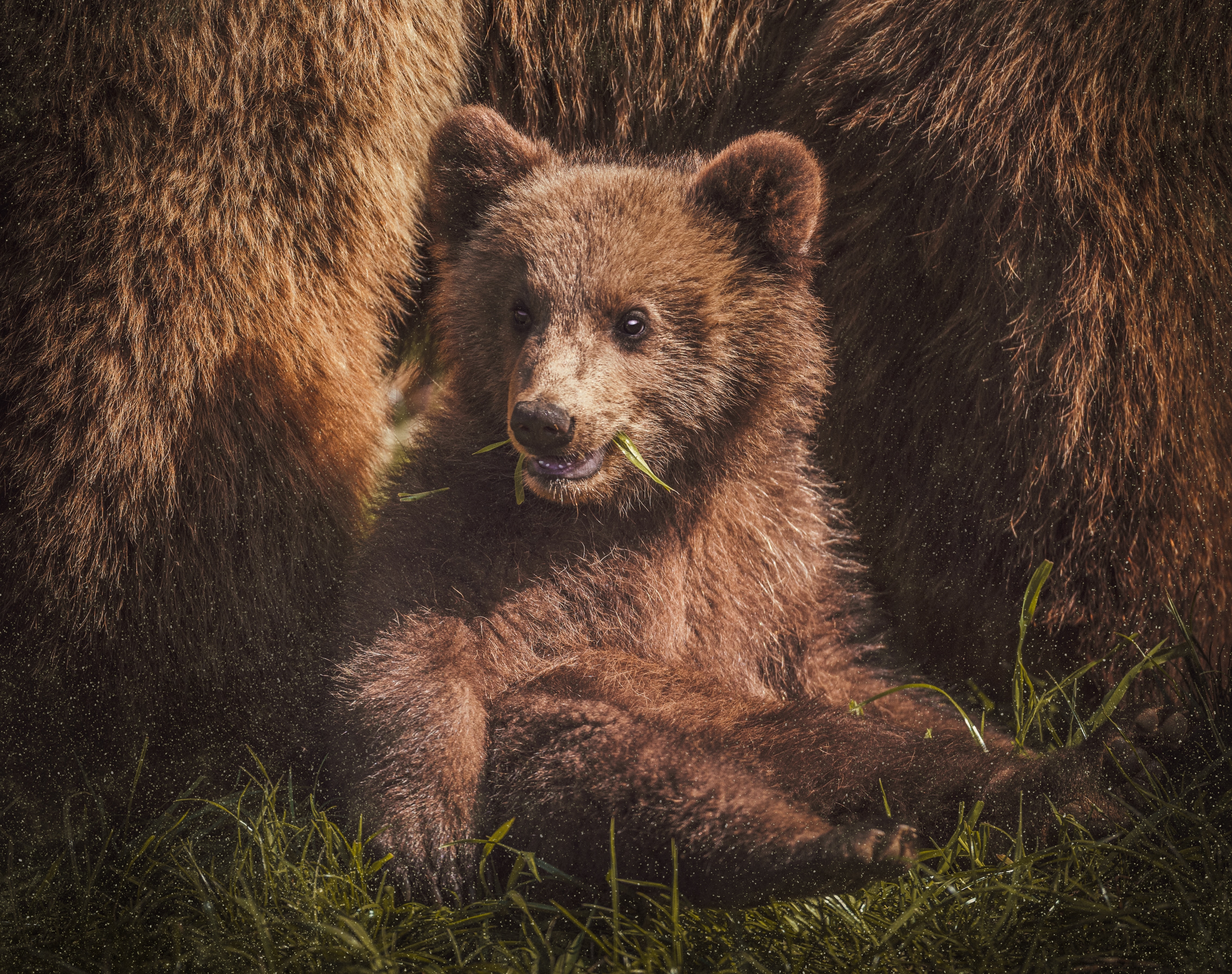 Baixar papel de parede para celular de Animais, Urso, Ursos, Animal Bebê, Filhote gratuito.