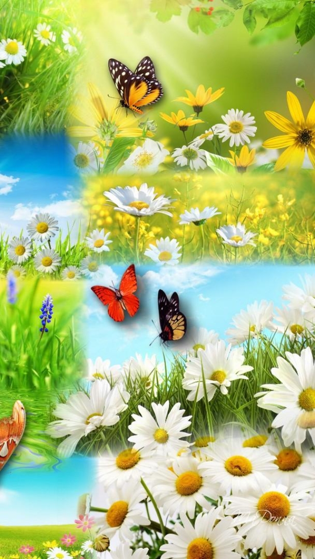 Скачати мобільні шпалери Трава, Колаж, Метелик, Весна, Художній, Соняшник, Жовта Квітка, Біла Квітка, Дейзі безкоштовно.