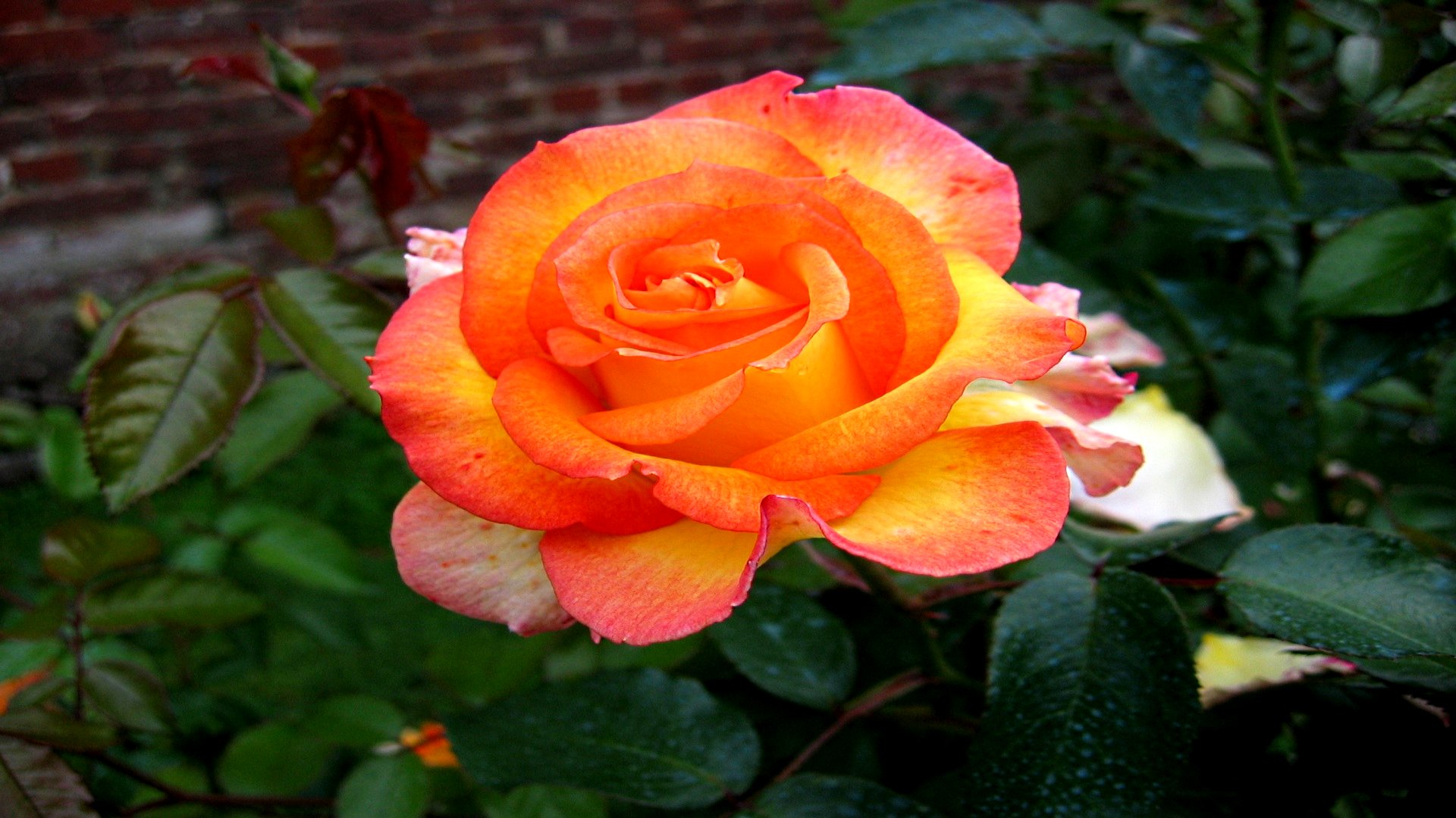 Téléchargez gratuitement l'image Fleurs, Rose, Terre/nature sur le bureau de votre PC