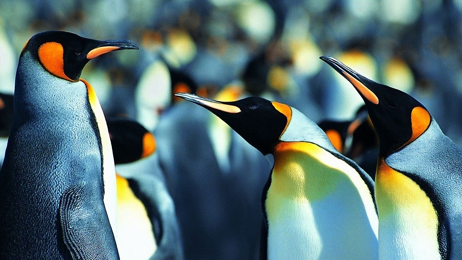 PCデスクトップに動物, 鳥, ペンギン, キングペンギン画像を無料でダウンロード
