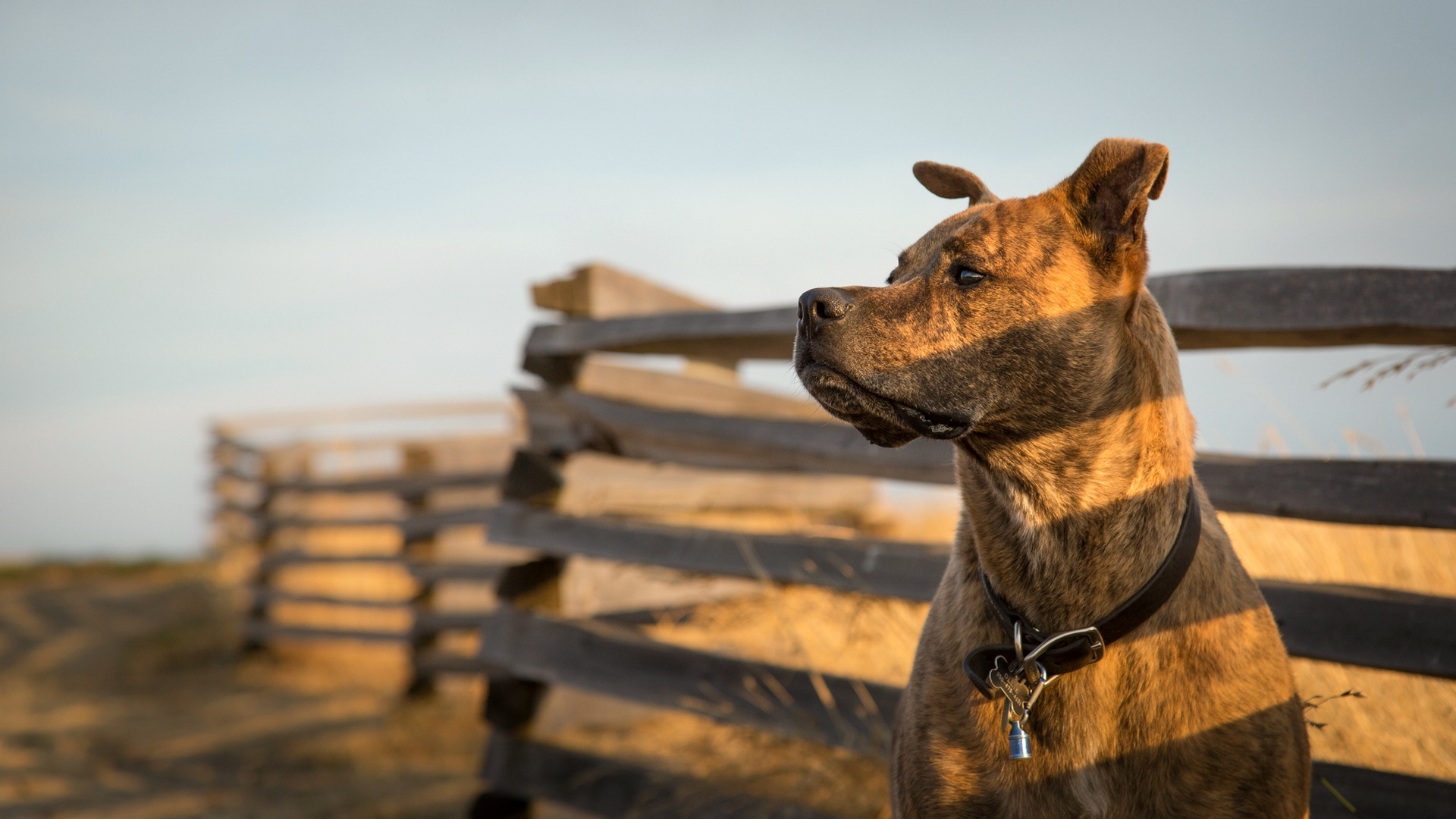 Baixar papel de parede para celular de Animais, Cães, Cão, Staffordshire Bull Terrier gratuito.