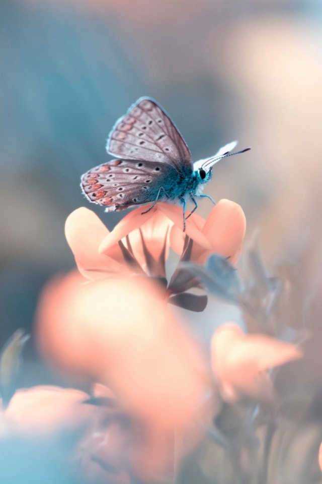 Download mobile wallpaper Butterfly, Animal for free.