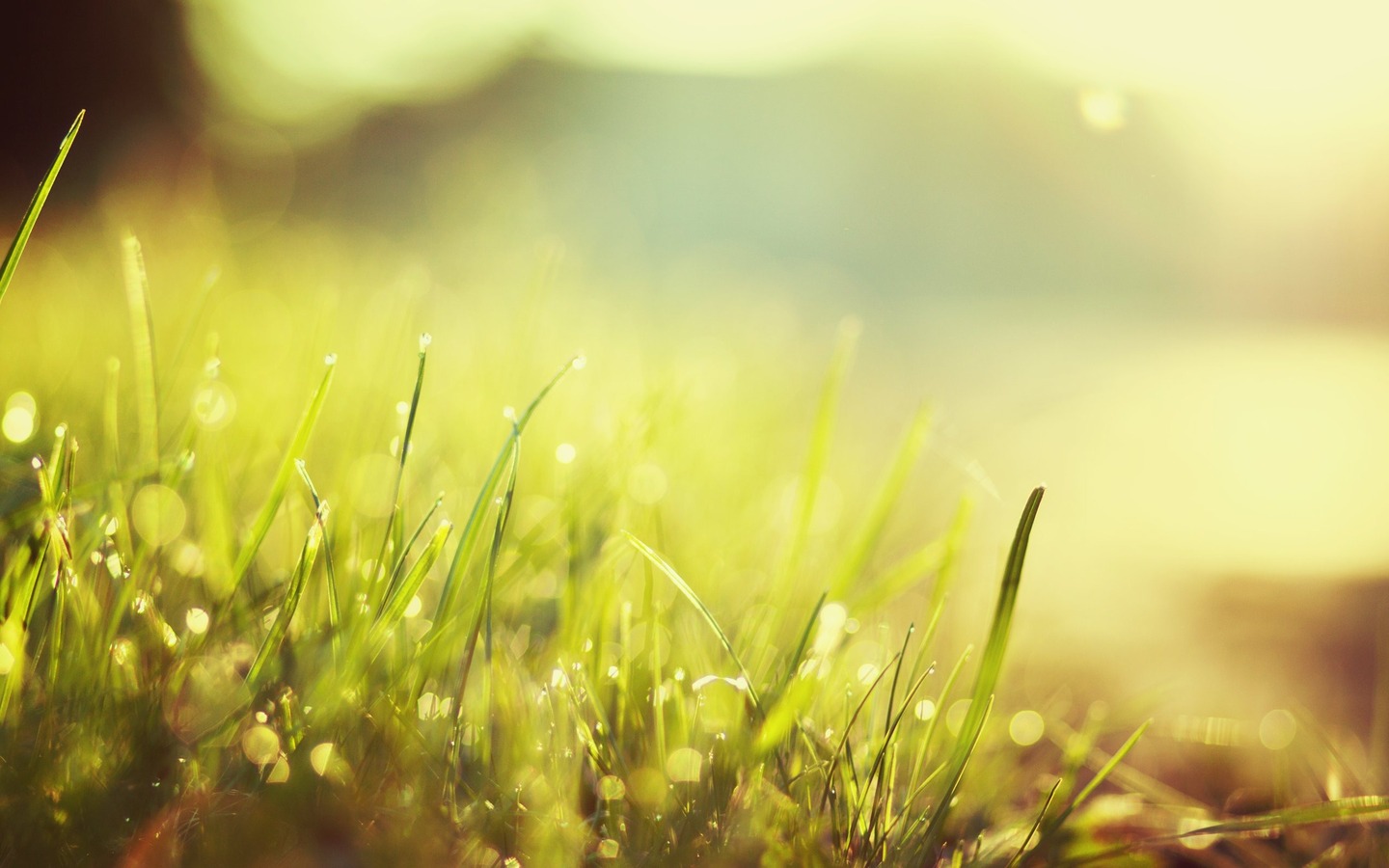 Free download wallpaper Grass, Earth on your PC desktop