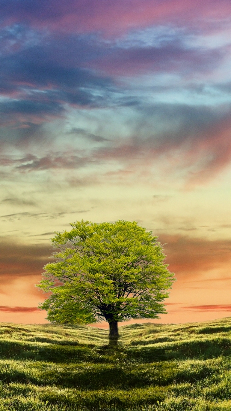 Download mobile wallpaper Trees, Tree, Earth for free.