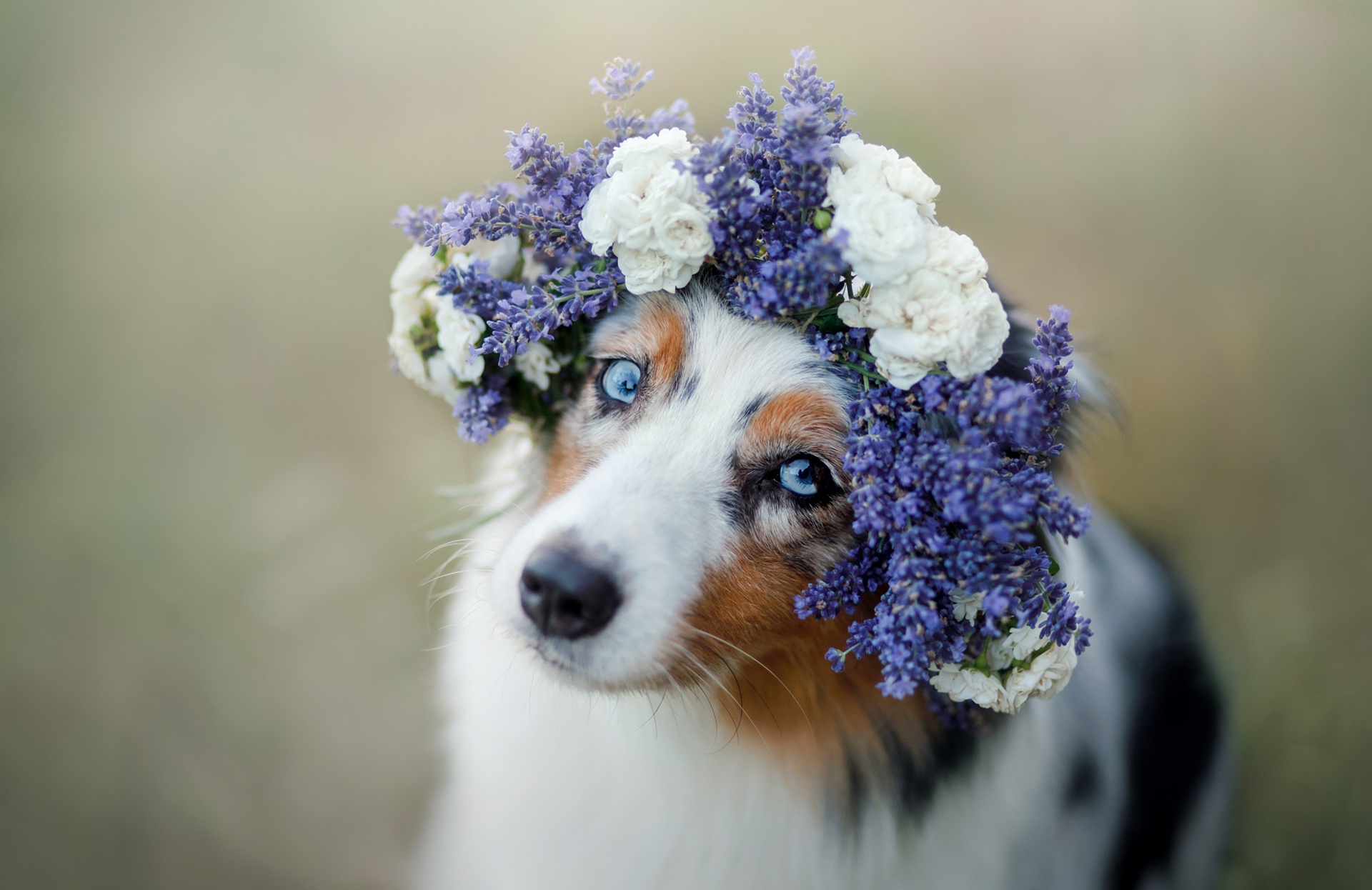Download mobile wallpaper Dogs, Flower, Dog, Animal, Australian Shepherd, Wreath for free.
