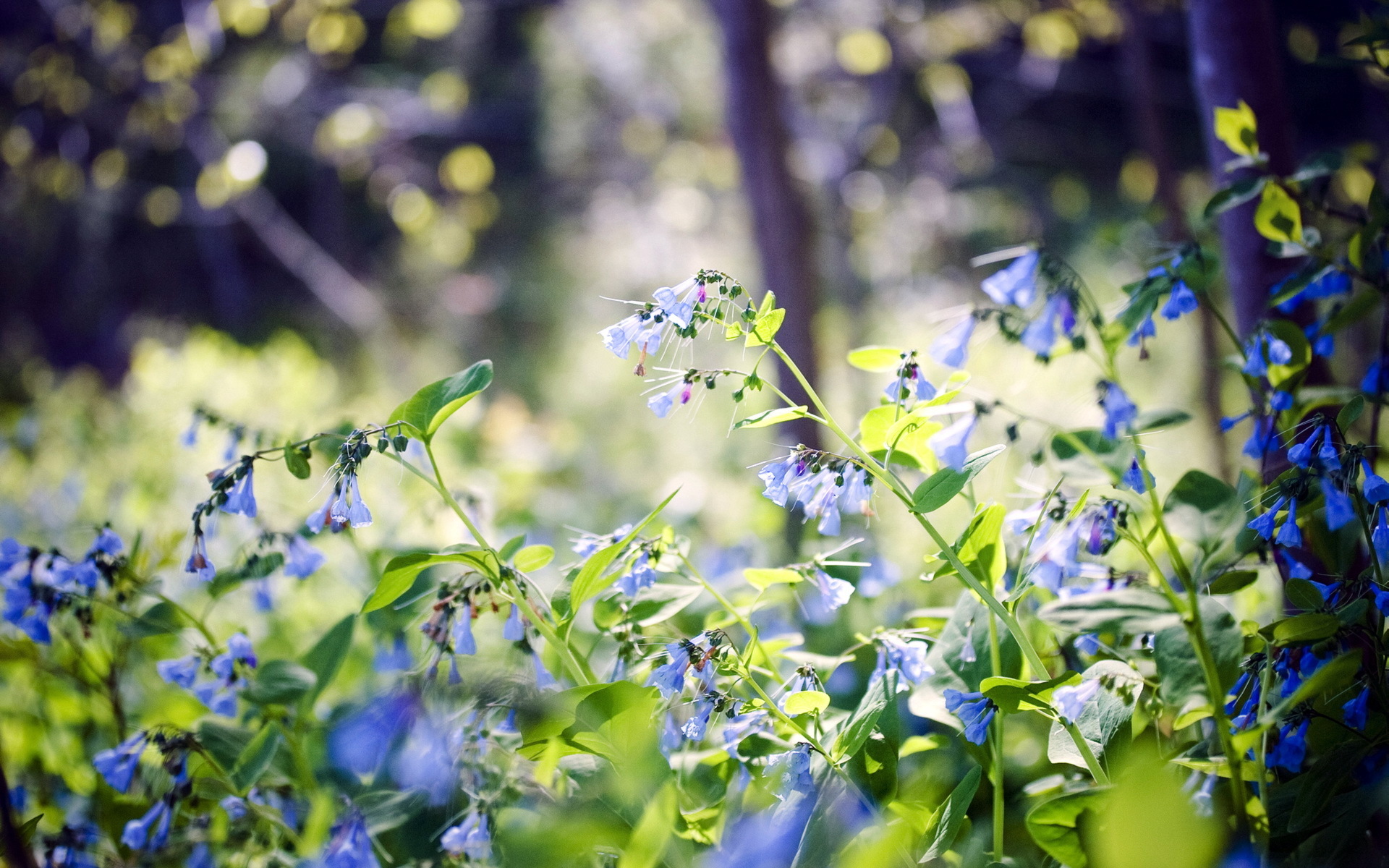 Descarga gratuita de fondo de pantalla para móvil de Macrofotografía, Flores, Naturaleza, Flor, Tierra/naturaleza.