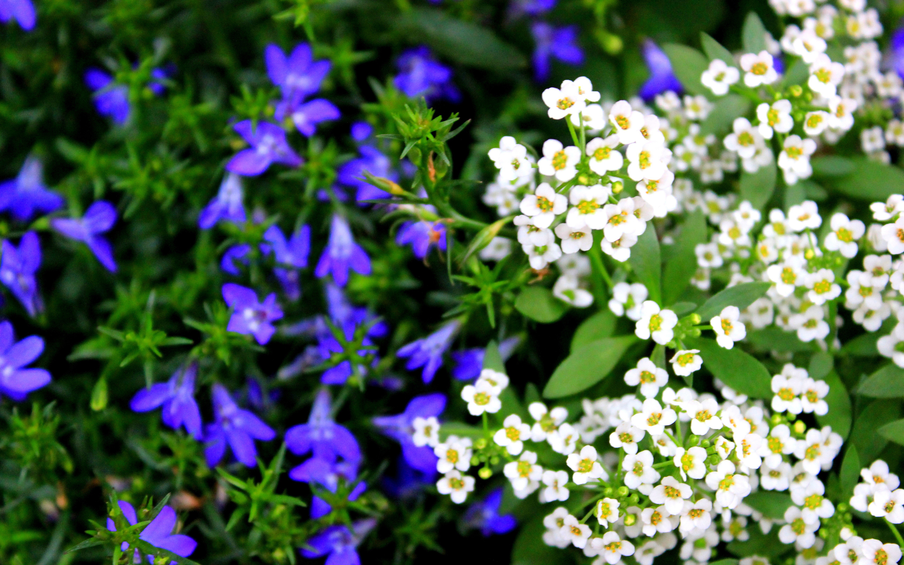 Téléchargez gratuitement l'image Fleurs, Fleur, Terre/nature sur le bureau de votre PC