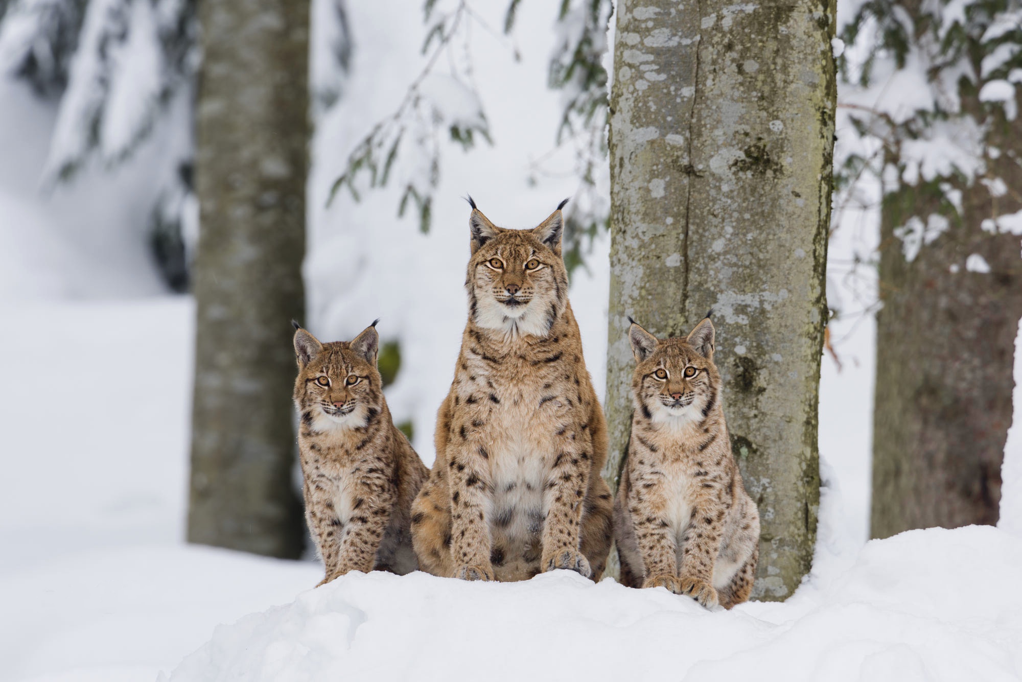 Free download wallpaper Cats, Snow, Animal, Baby Animal, Lynx, Cub on your PC desktop