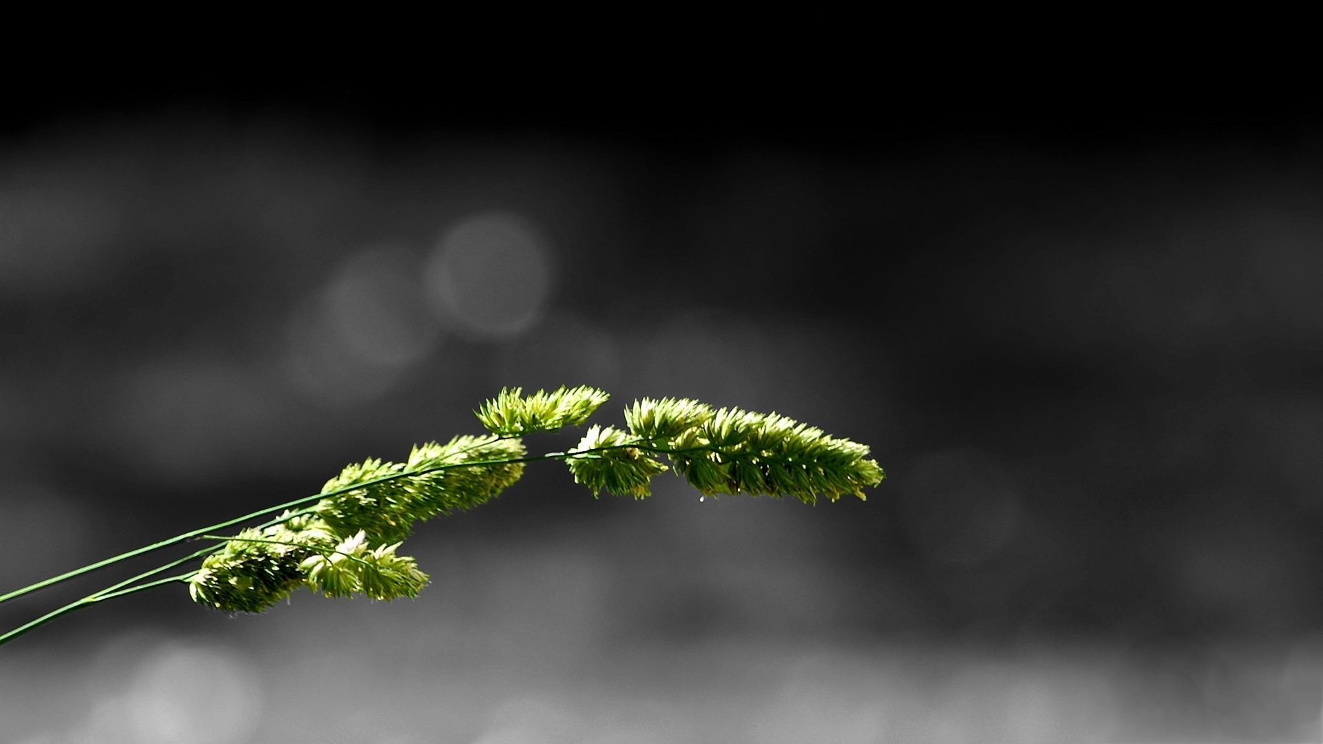 Baixar papel de parede para celular de Grama, Terra/natureza gratuito.