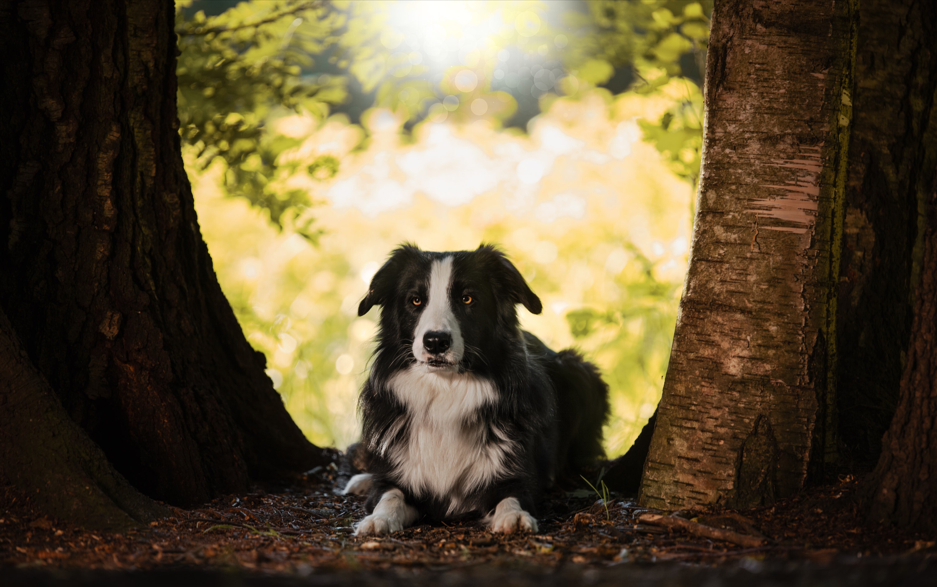 Handy-Wallpaper Tiere, Hunde, Hund, Border Collie kostenlos herunterladen.